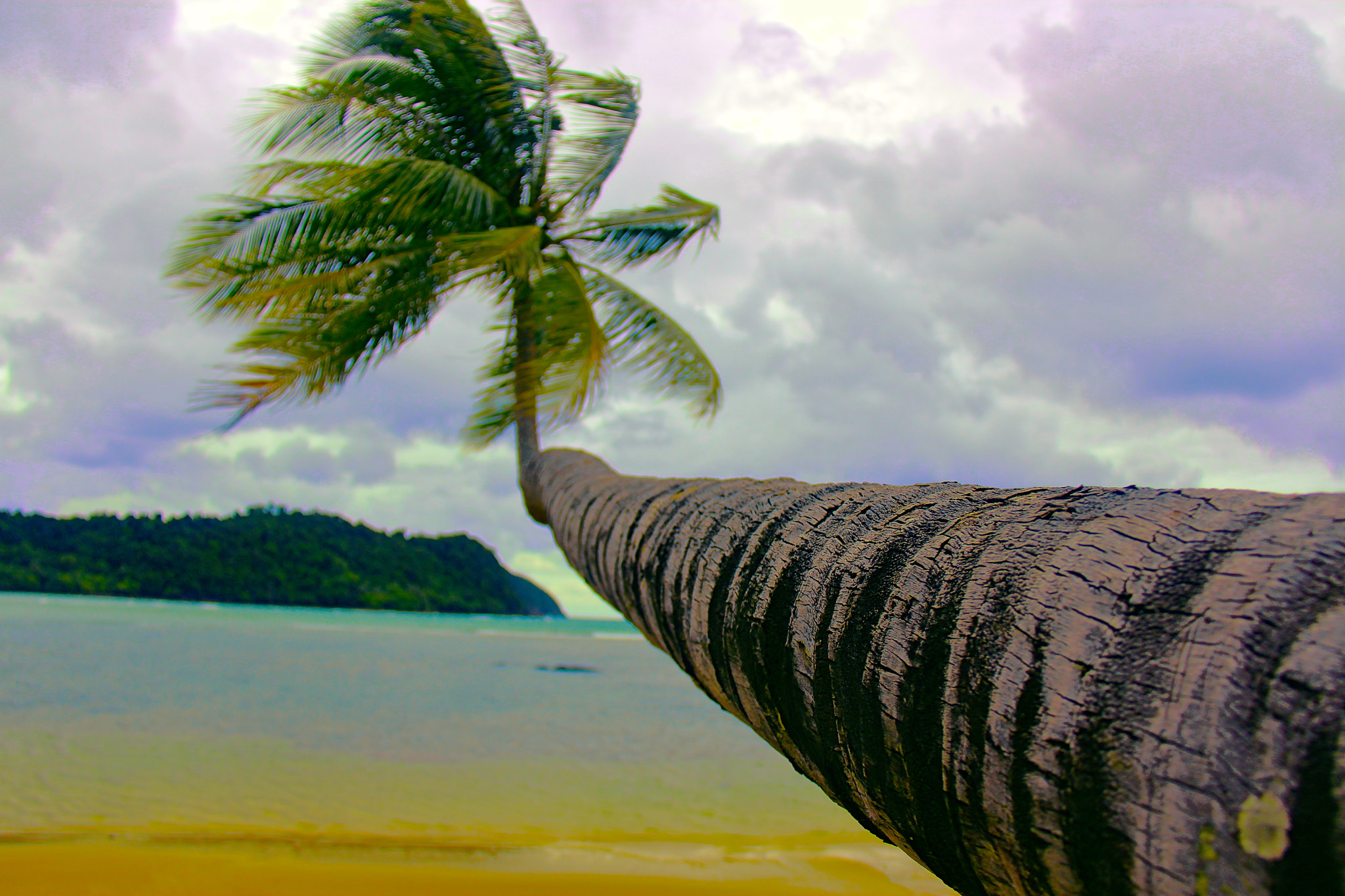 Canon EF-S 18-200mm F3.5-5.6 IS sample photo. Palm tree photography