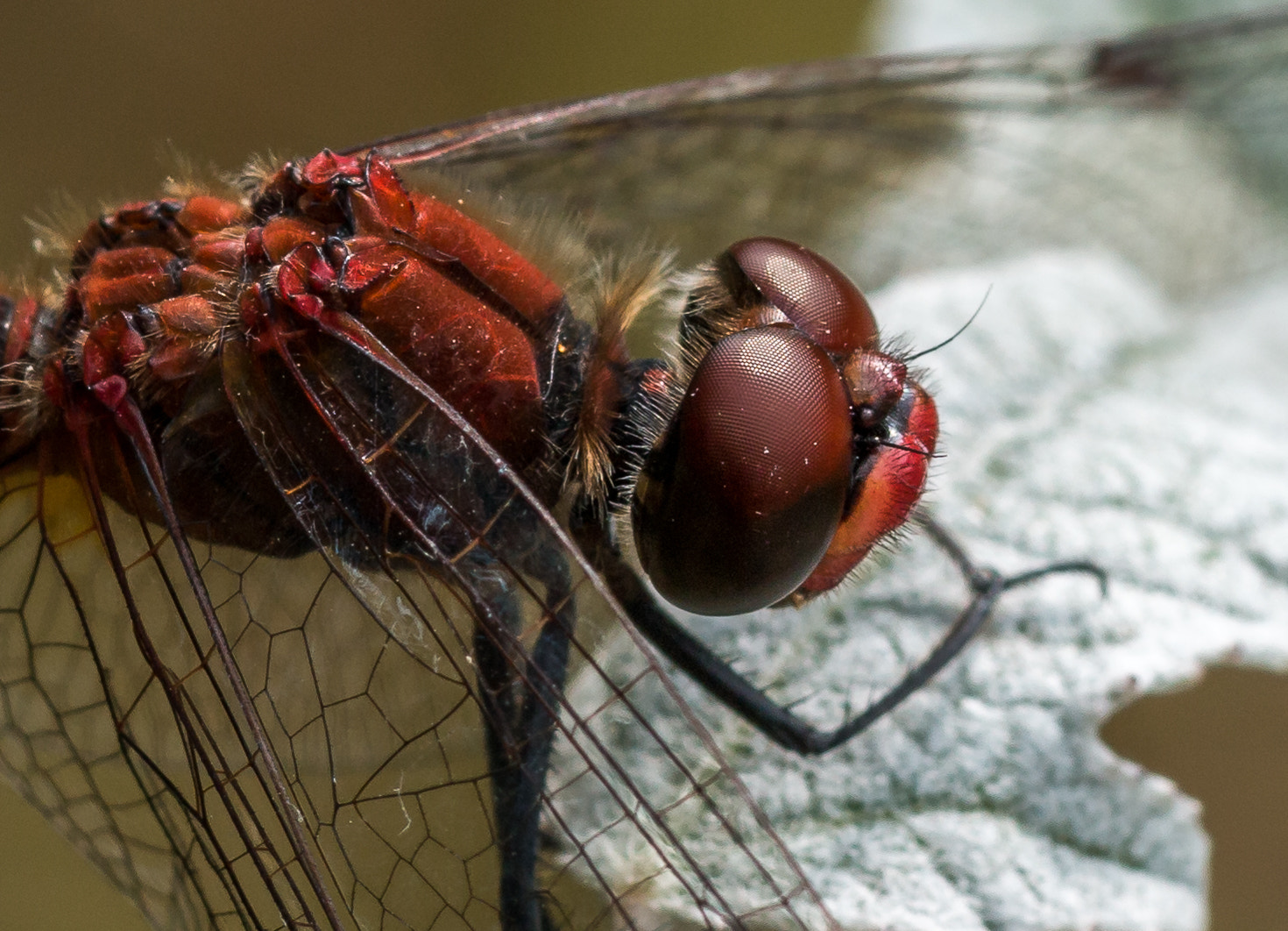Canon EOS 70D + Canon EF 100mm F2.8L Macro IS USM sample photo. Dragon-fly close-up photography