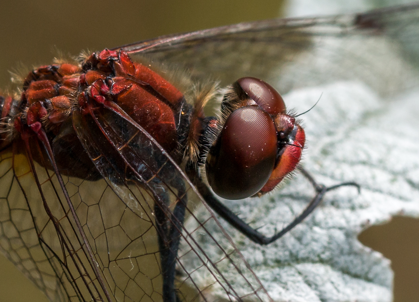 Canon EOS 70D sample photo. Dragon-fly close-up photography