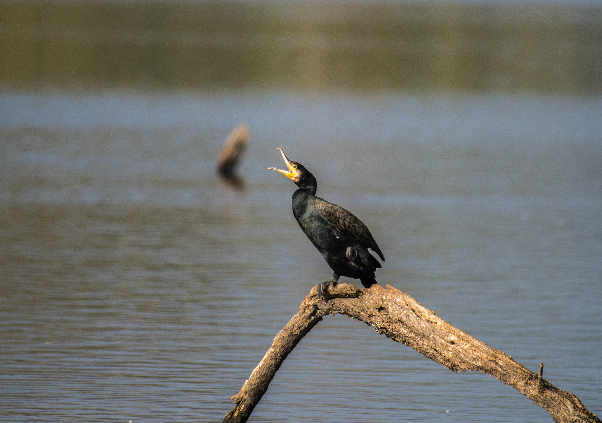 Nikon AF-S Nikkor 200-500mm F5.6E ED VR sample photo. Cormoran pygmée photography