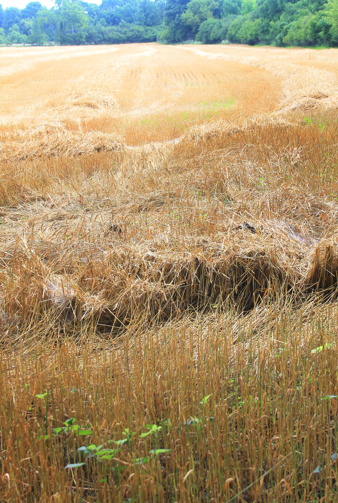 Canon EF-S 18-55mm F3.5-5.6 II sample photo. Golden fields photography