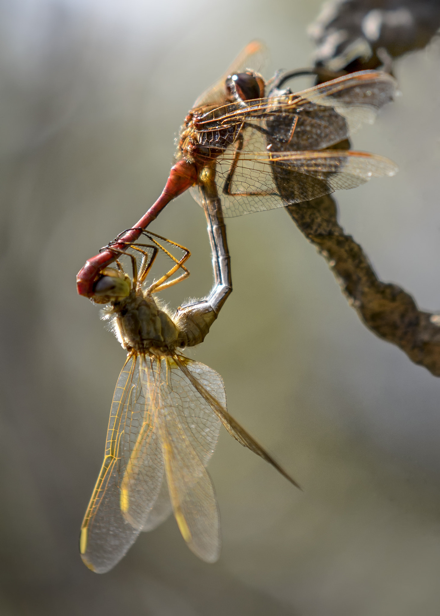 Nikon AF-S DX Micro-Nikkor 85mm F3.5G ED VR sample photo. September dragons photography