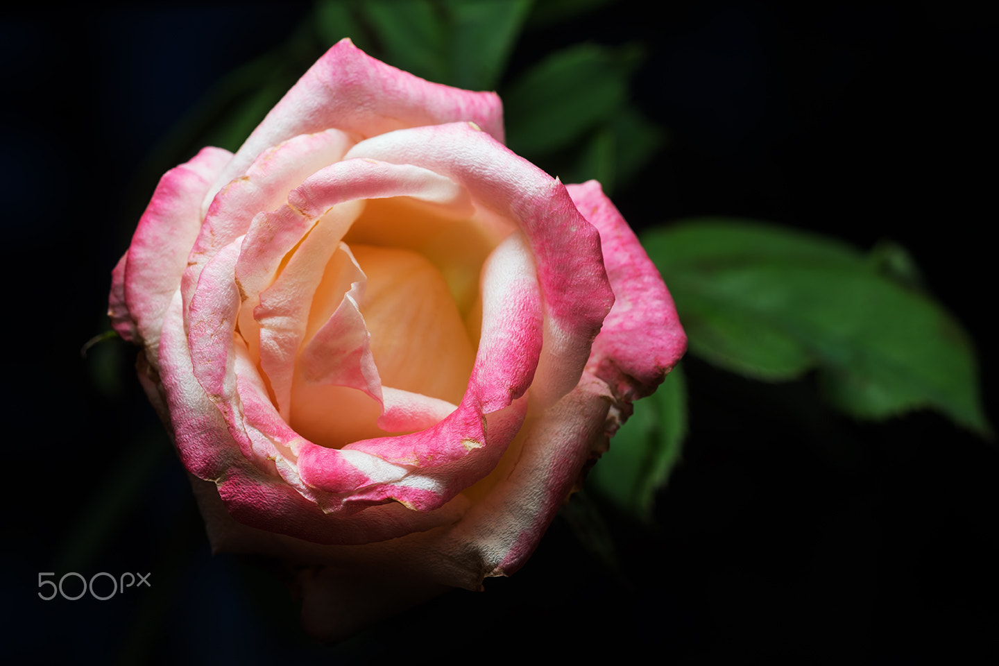 Sony a99 II sample photo. The rose in summer photography