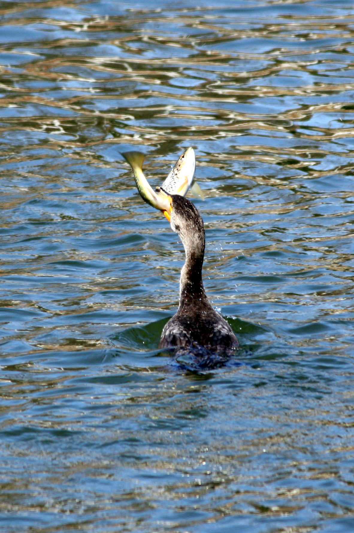 Canon EOS 450D (EOS Rebel XSi / EOS Kiss X2) sample photo. Cormorant photography