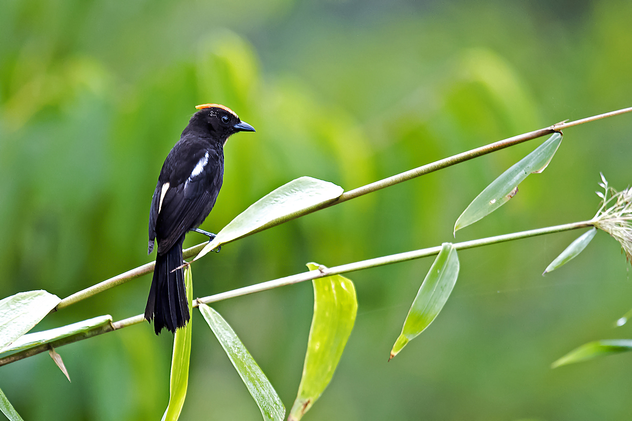 Nikon Nikkor AF-S 300mm F4E PF ED VR sample photo. Flame-crested tanager photography