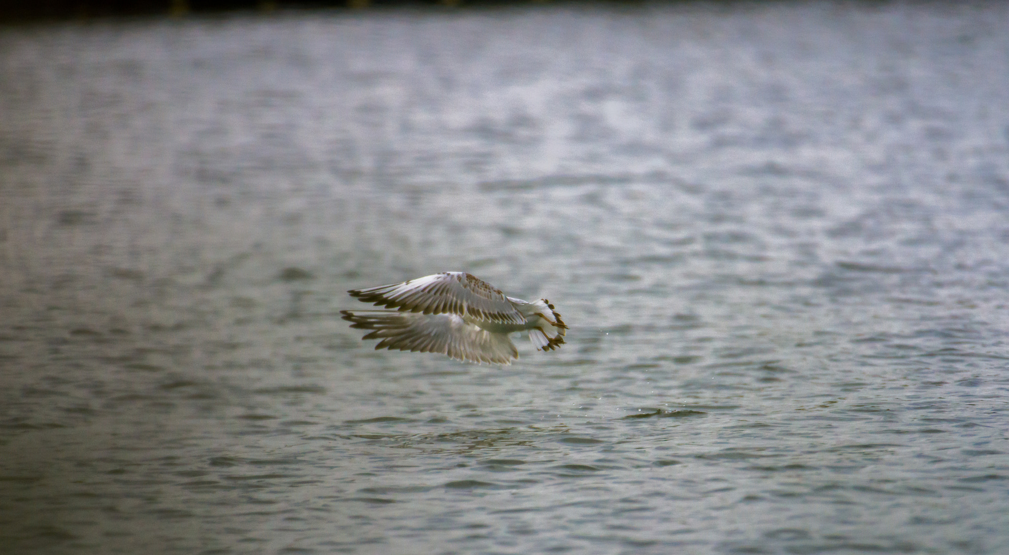 Nikon AF-S Nikkor 200-500mm F5.6E ED VR sample photo. Mouette rieuse ( en hiver ) photography