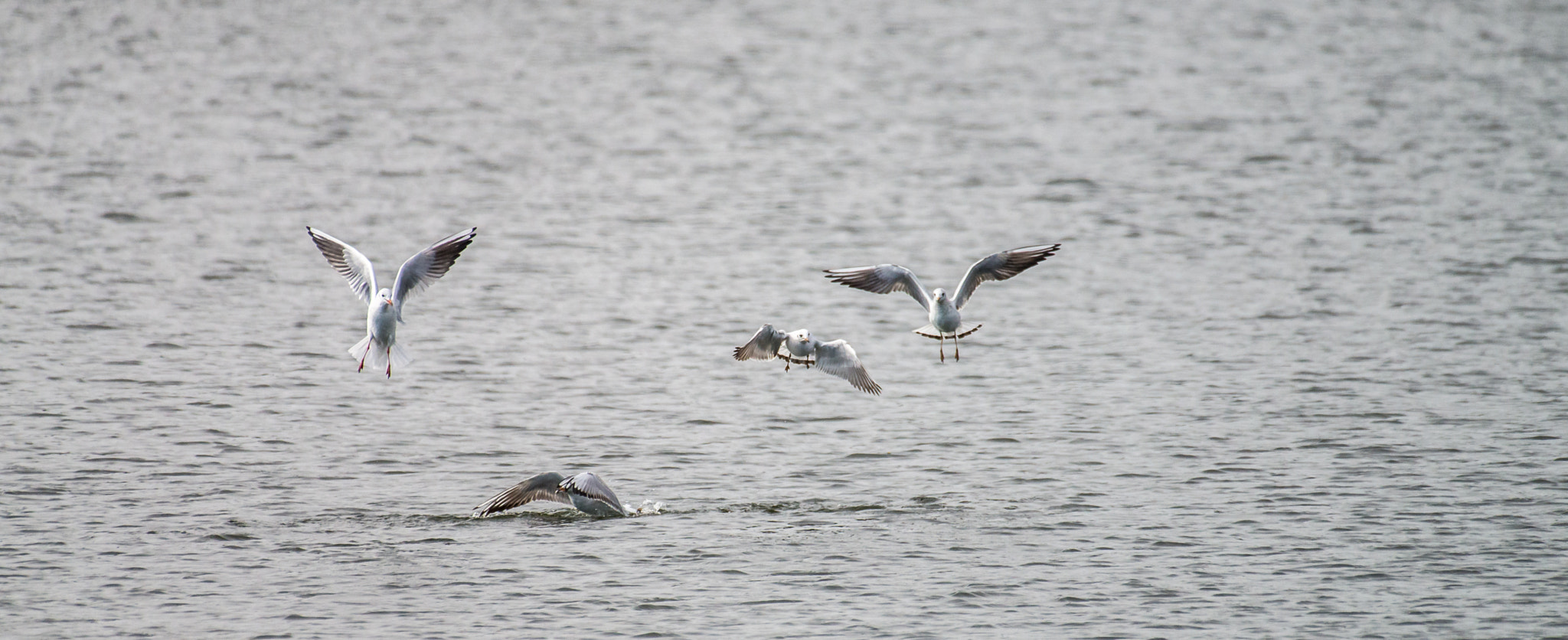 Nikon AF-S Nikkor 200-500mm F5.6E ED VR sample photo. Dsc photography