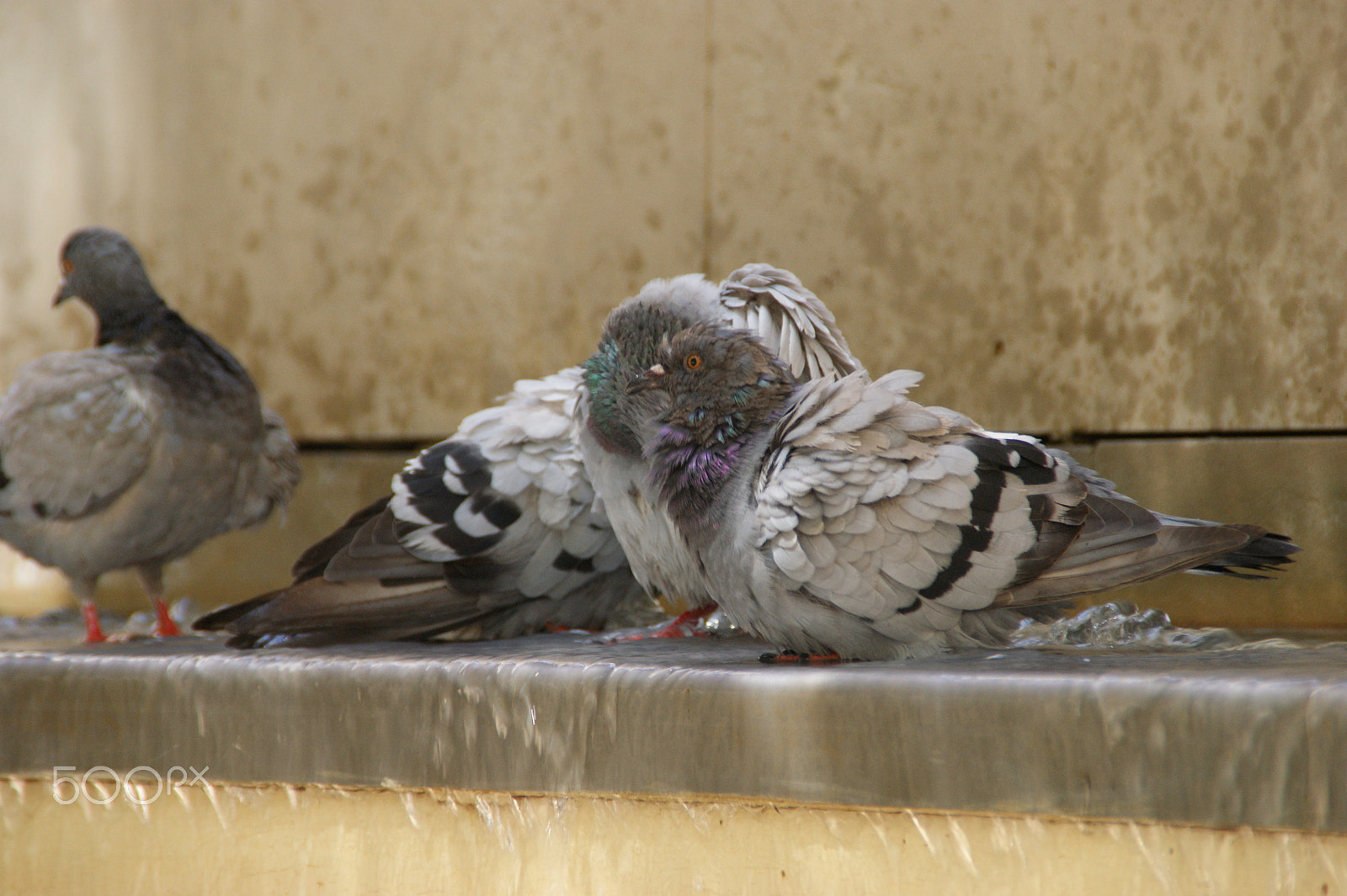 Sony DT 18-200mm F3.5-6.3 sample photo. Coolin down photography