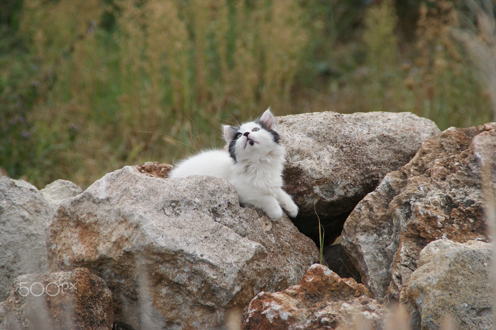 Sony DT 18-200mm F3.5-6.3 sample photo. Kitten photography