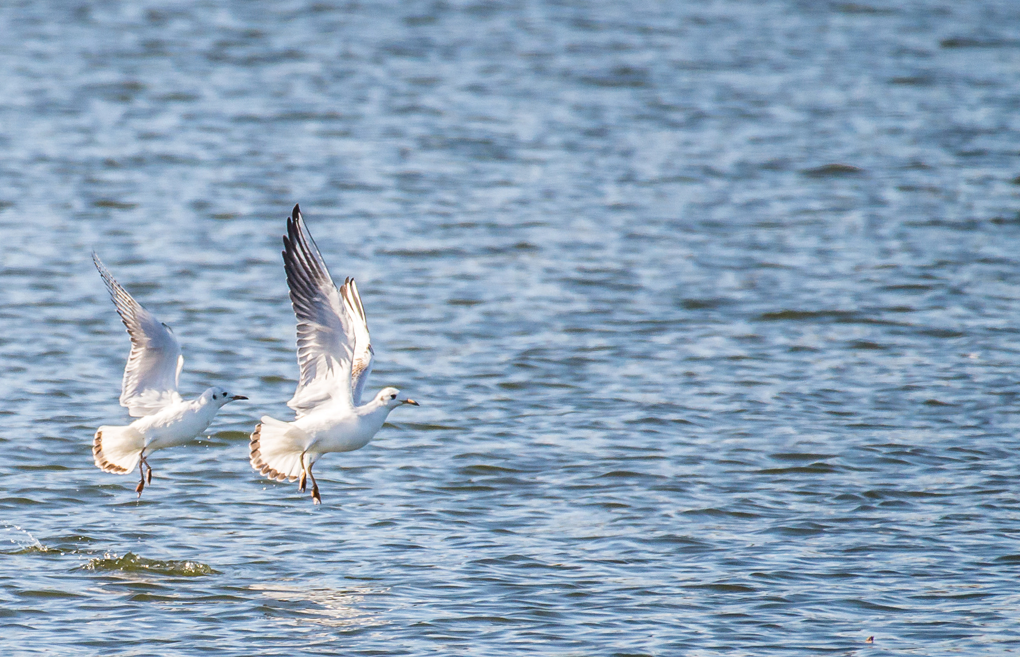 Nikon AF-S Nikkor 200-500mm F5.6E ED VR sample photo. Dsc photography