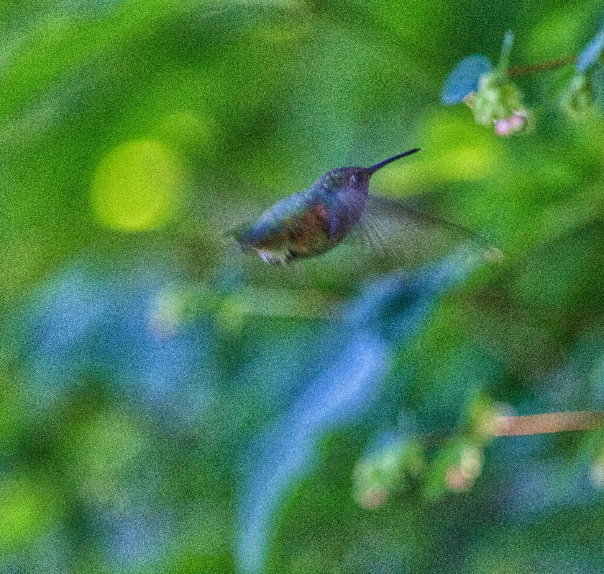 Canon EF 100-400mm F4.5-5.6L IS USM sample photo. 青鳥 photography