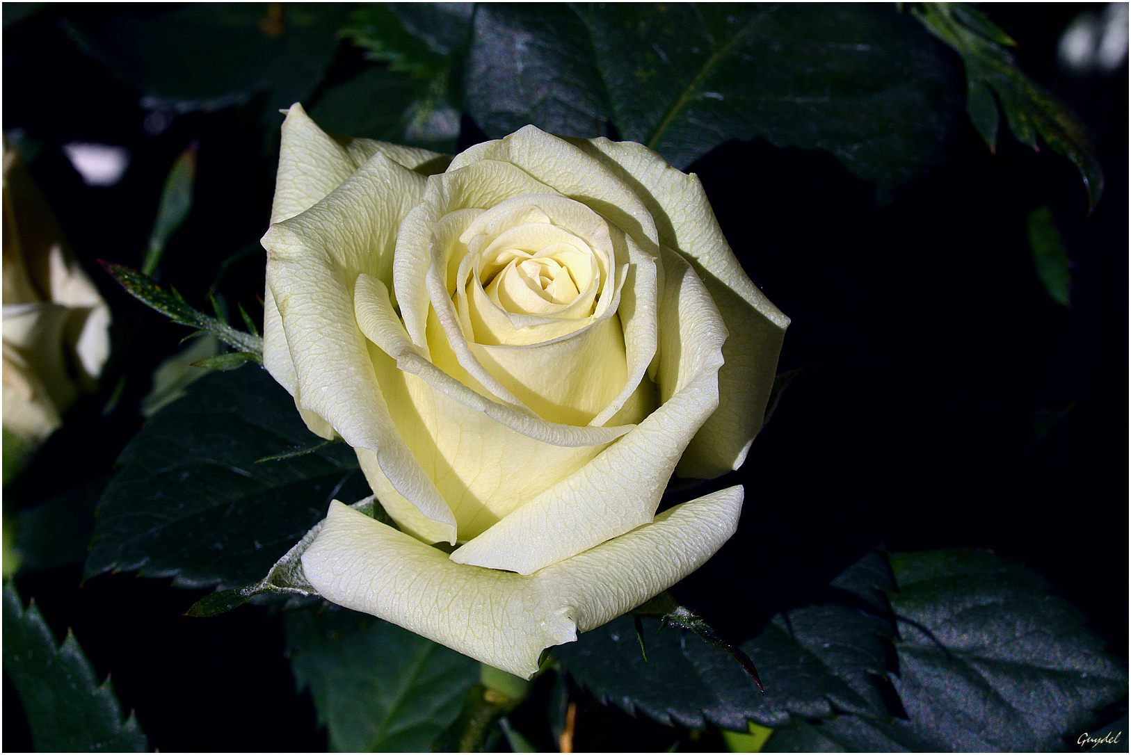 Nikon D5200 sample photo. Mini rose blanche photography