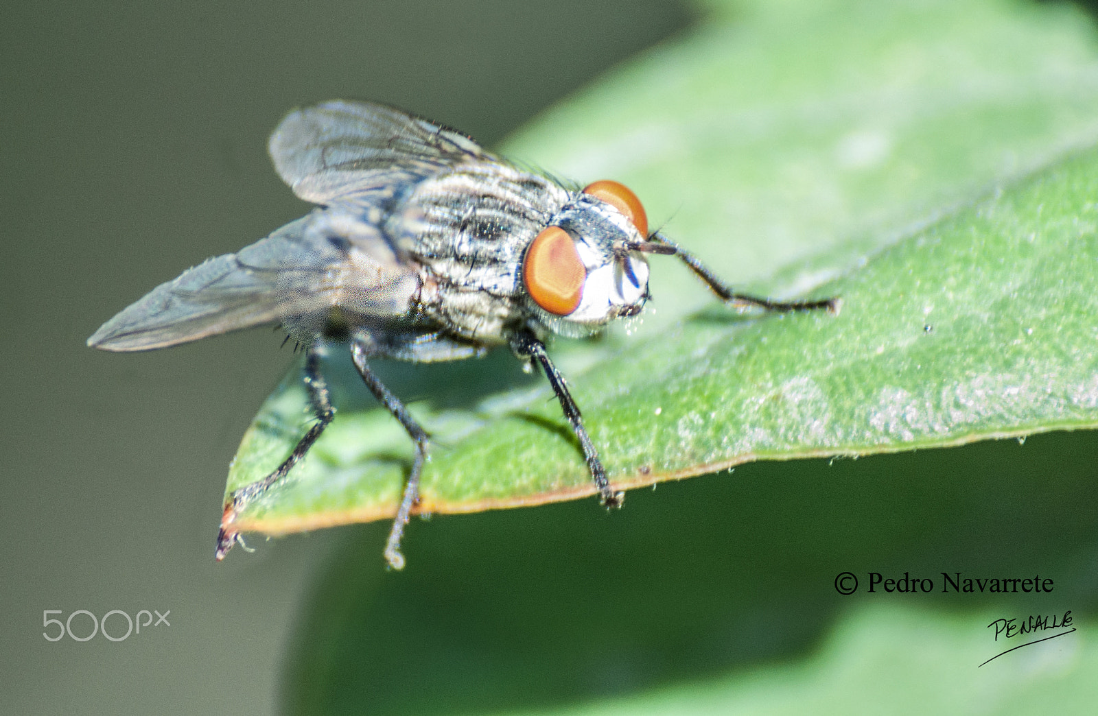 Nikon D90 + Sigma 70-300mm F4-5.6 DG Macro sample photo. Mosca photography