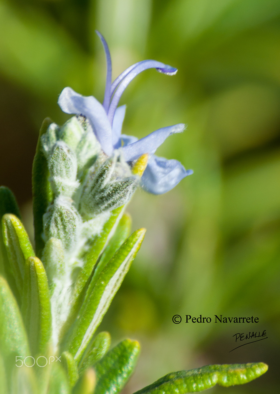 Nikon D90 + Sigma 70-300mm F4-5.6 DG Macro sample photo. Flor del romero photography