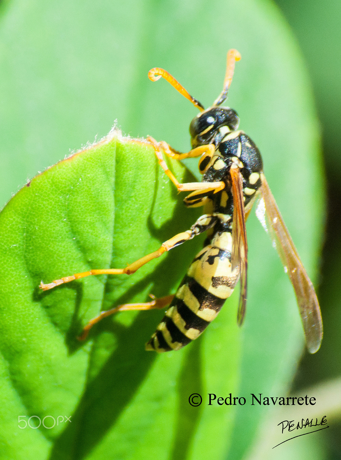 Nikon D90 + Sigma 70-300mm F4-5.6 DG Macro sample photo. Avispa photography