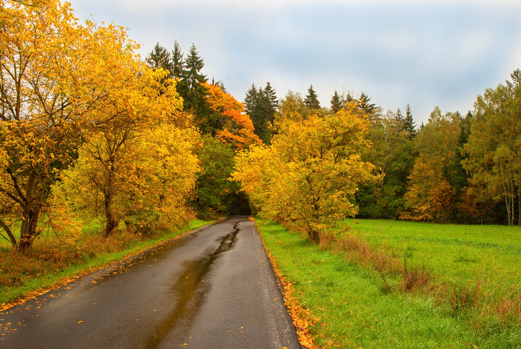 Nikon D3000 sample photo. Autumn way photography
