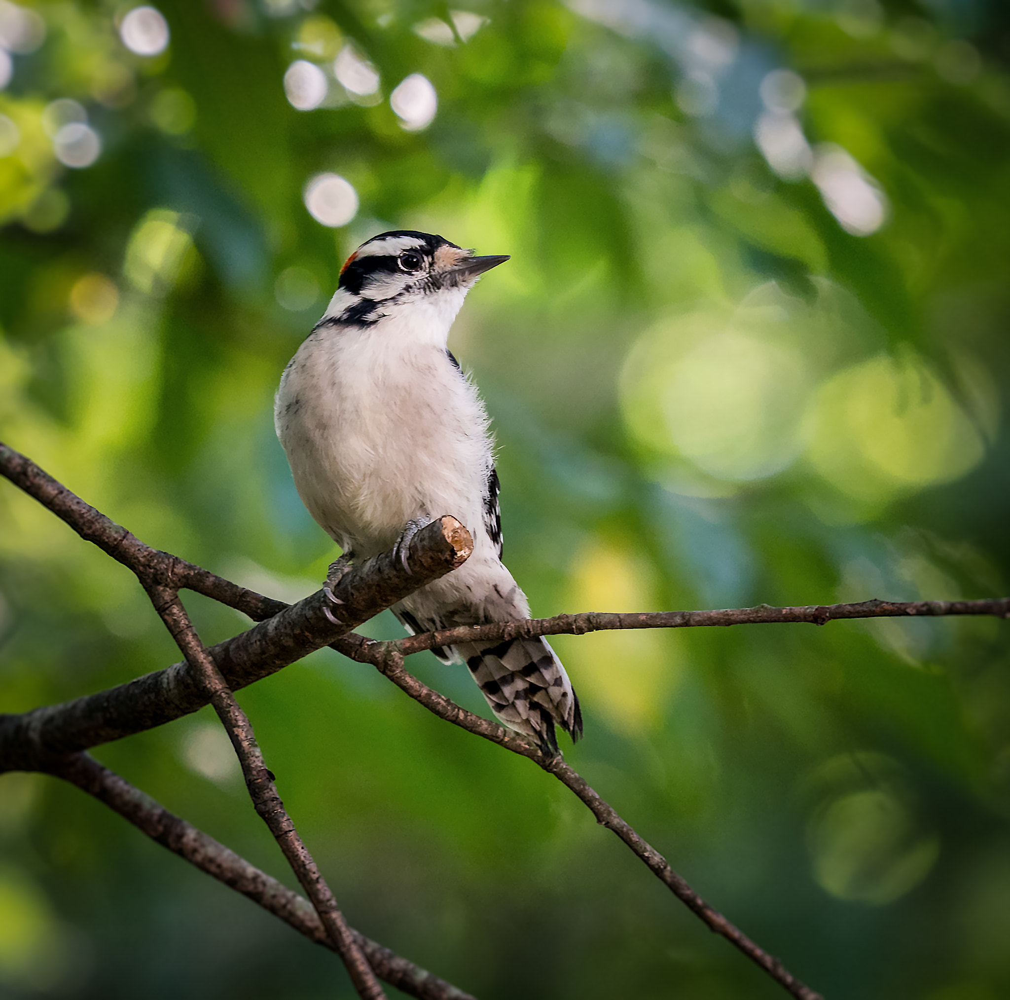 Olympus OM-D E-M10 II + Olympus M.Zuiko Digital ED 40-150mm F2.8 Pro sample photo. Downy woodpecker photography