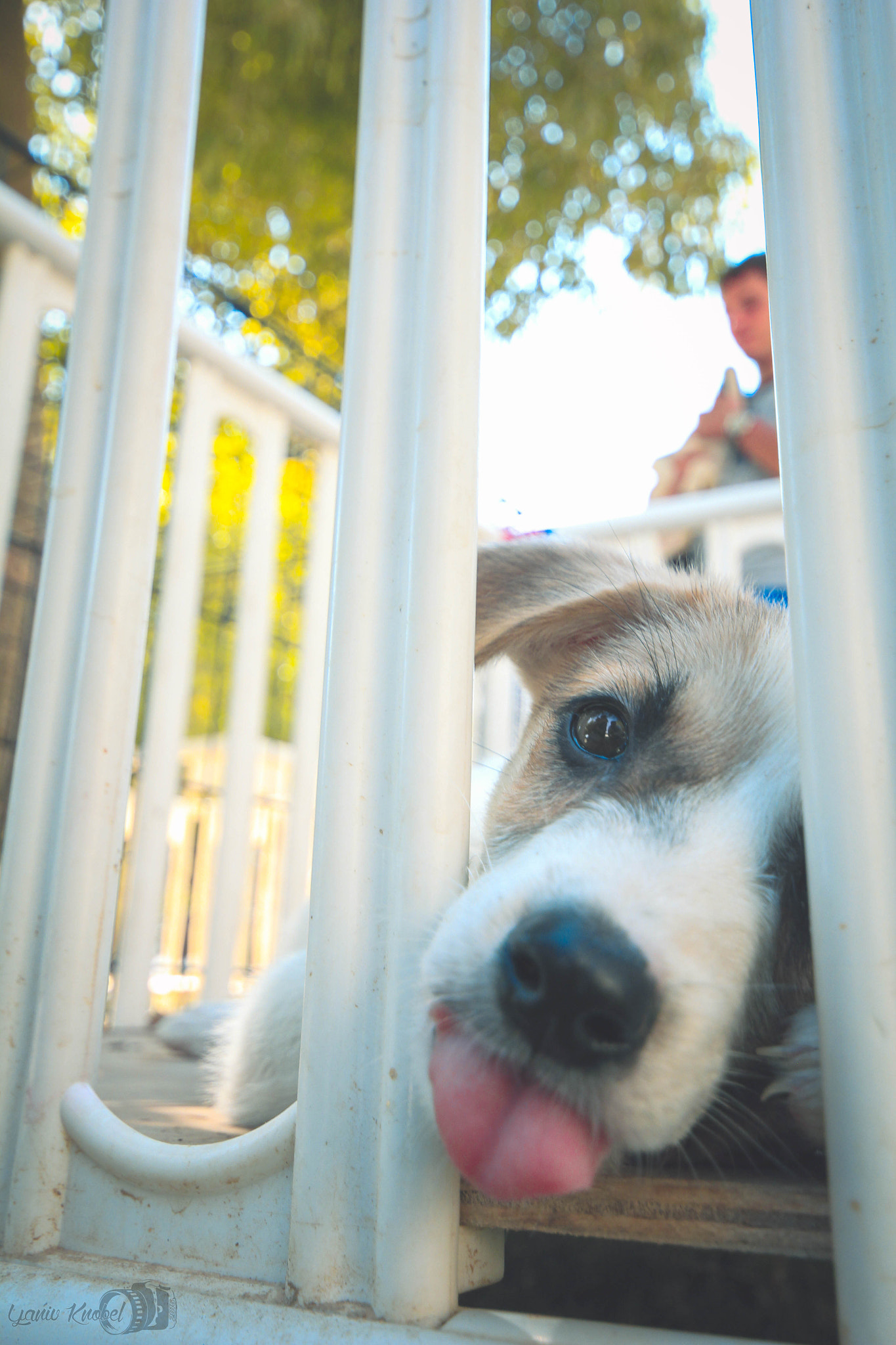 Canon EOS 550D (EOS Rebel T2i / EOS Kiss X4) sample photo. Let me lick you human! photography