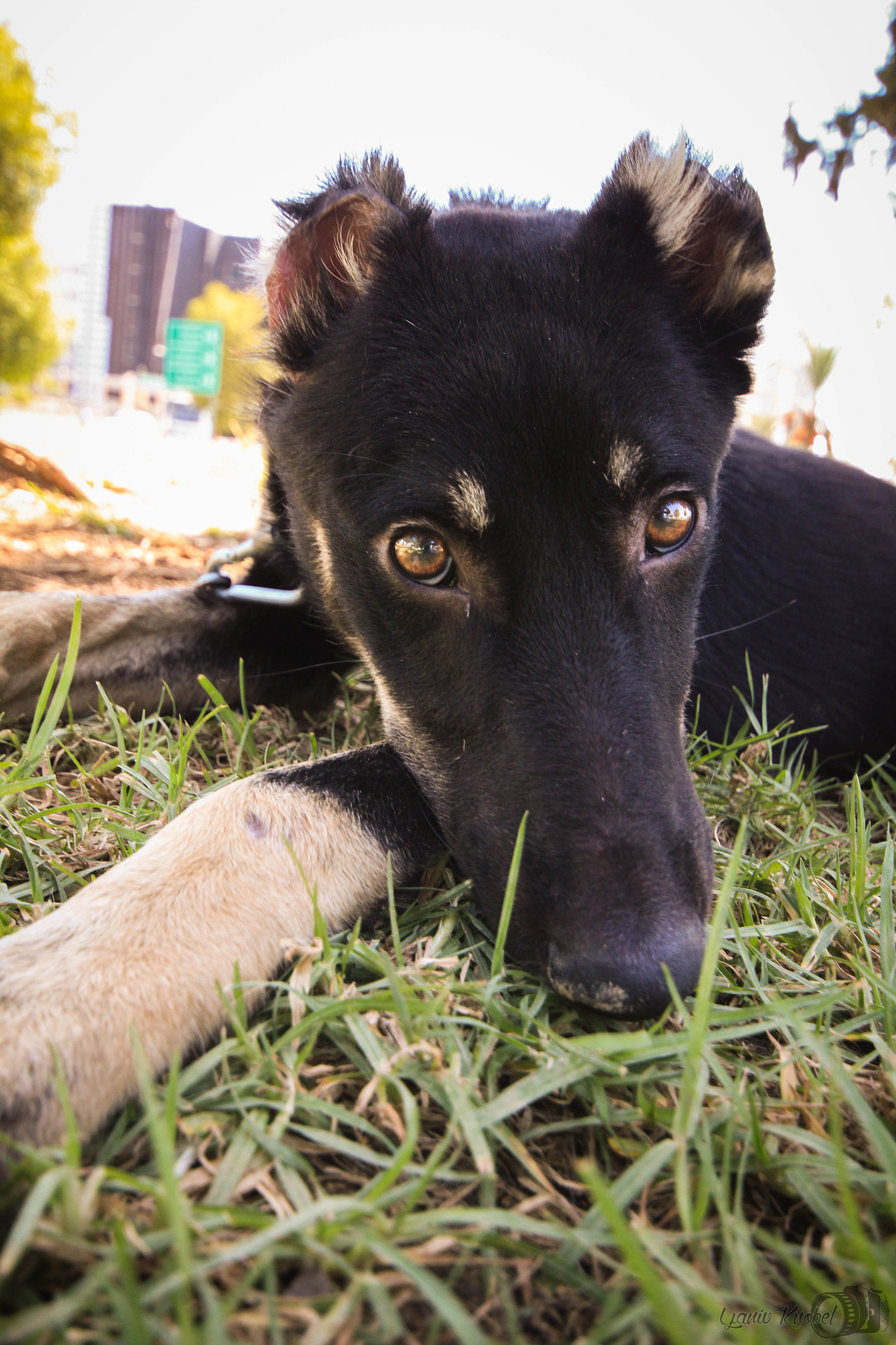 Canon EOS 550D (EOS Rebel T2i / EOS Kiss X4) sample photo. Aren't i adorable? photography