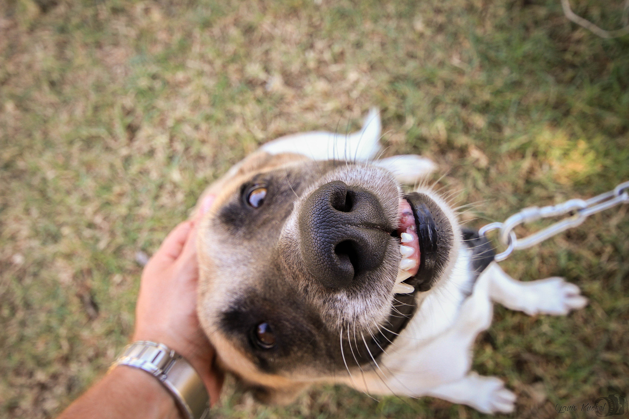 Canon EOS 550D (EOS Rebel T2i / EOS Kiss X4) sample photo. Happy creature photography