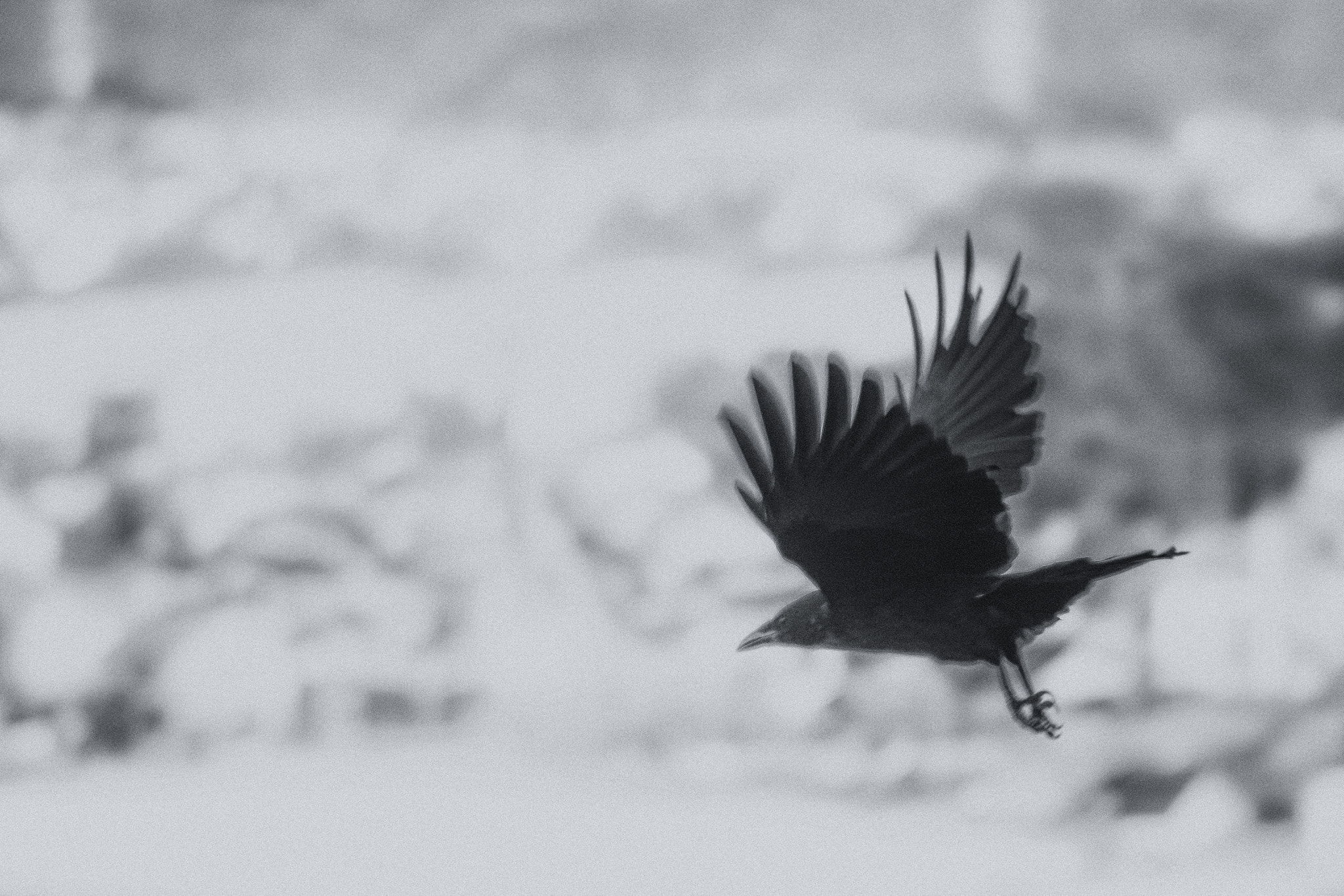 AF Zoom-Micro Nikkor 70-180mm f/4.5-5.6D ED sample photo. Crow photography