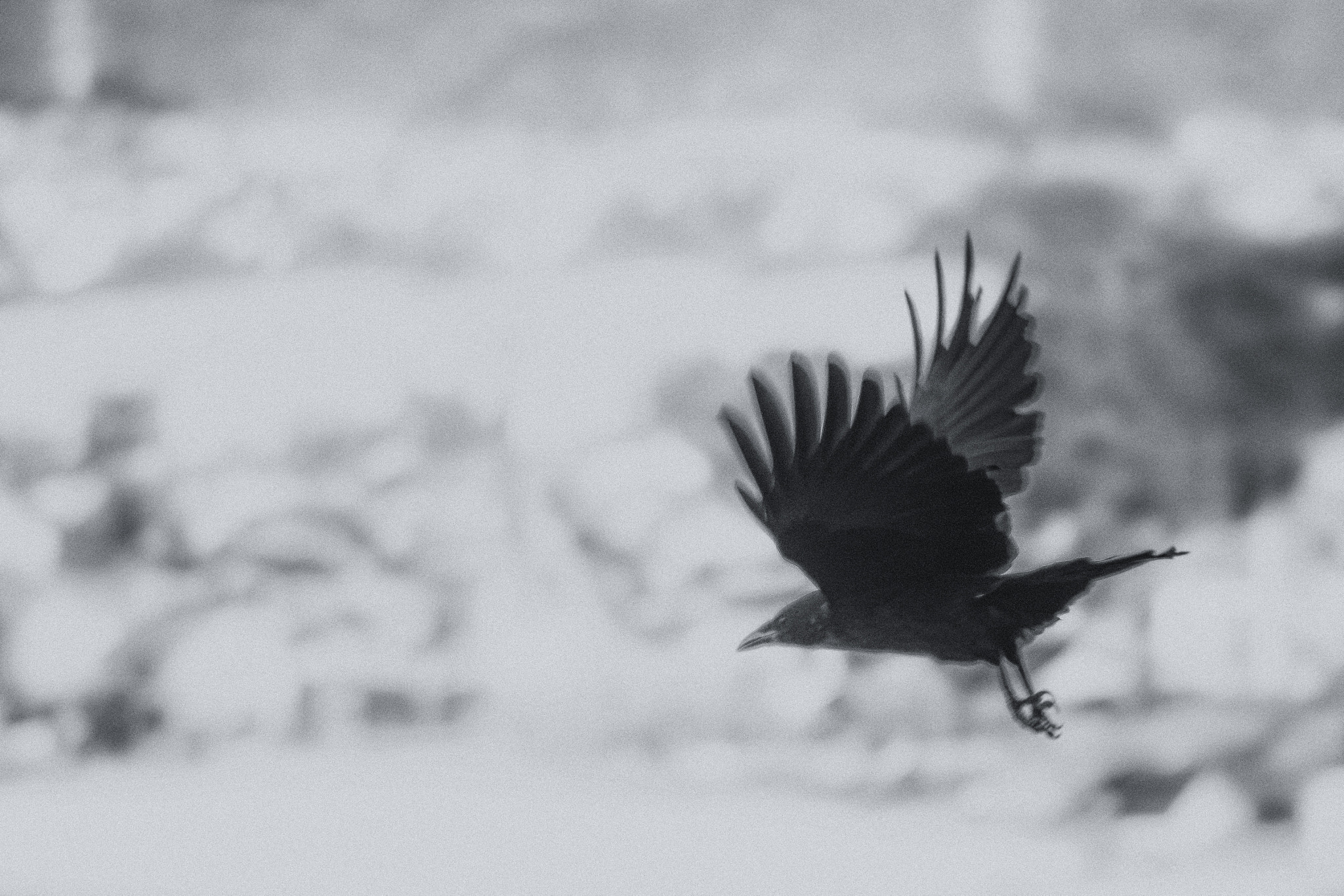 Nikon D500 sample photo. Crow photography
