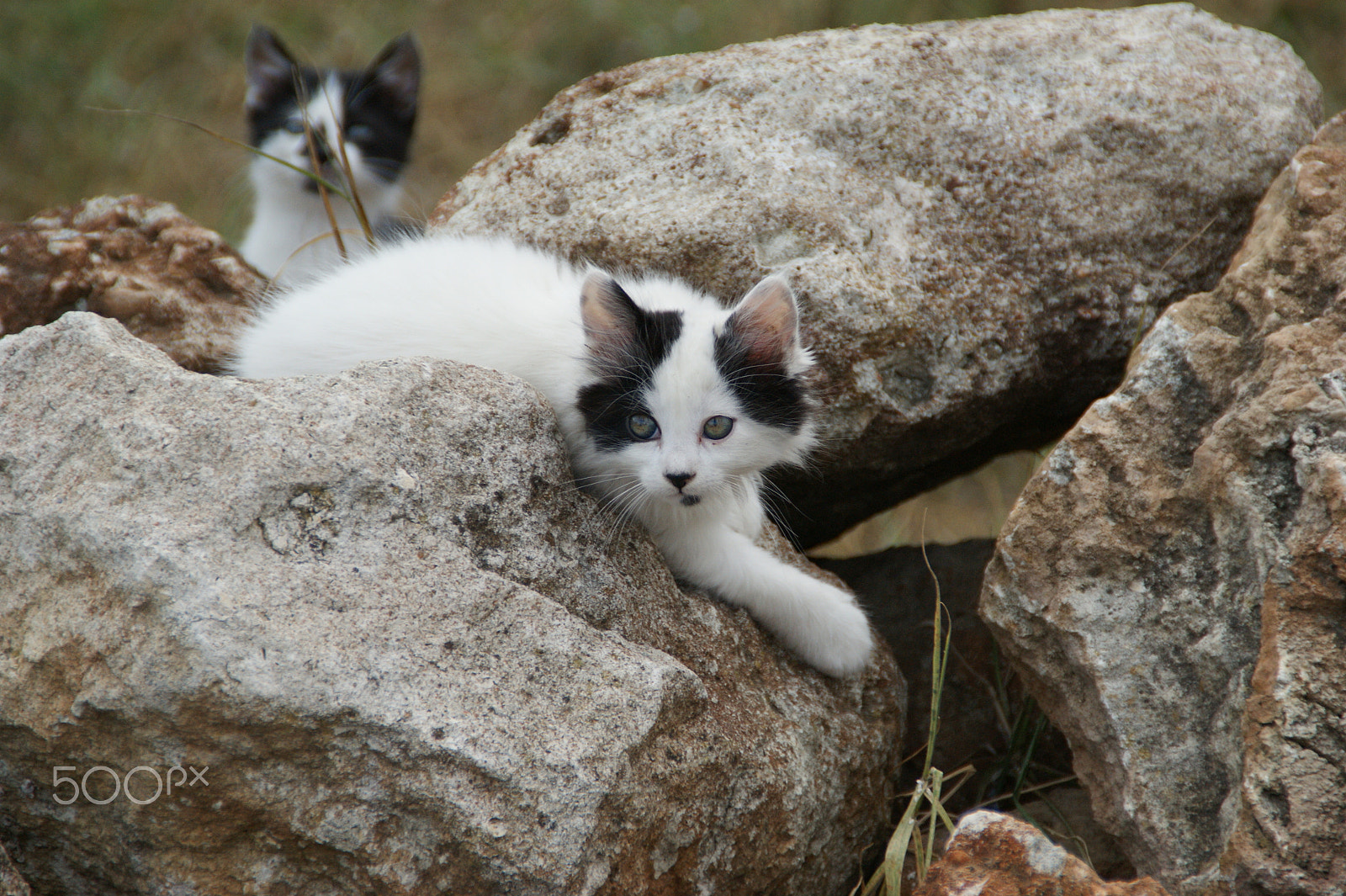 Sony DT 18-200mm F3.5-6.3 sample photo. Kittens at play photography