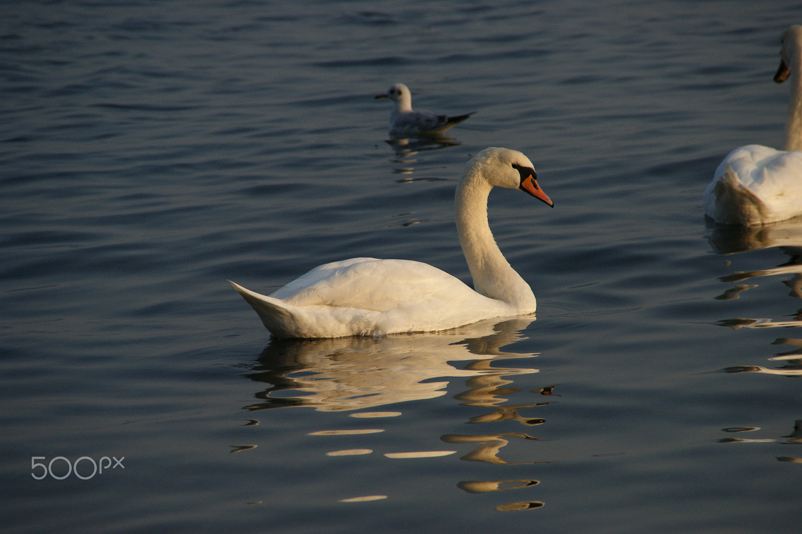 Sony Alpha DSLR-A350 + Sony DT 18-200mm F3.5-6.3 sample photo. Swan at sunset photography