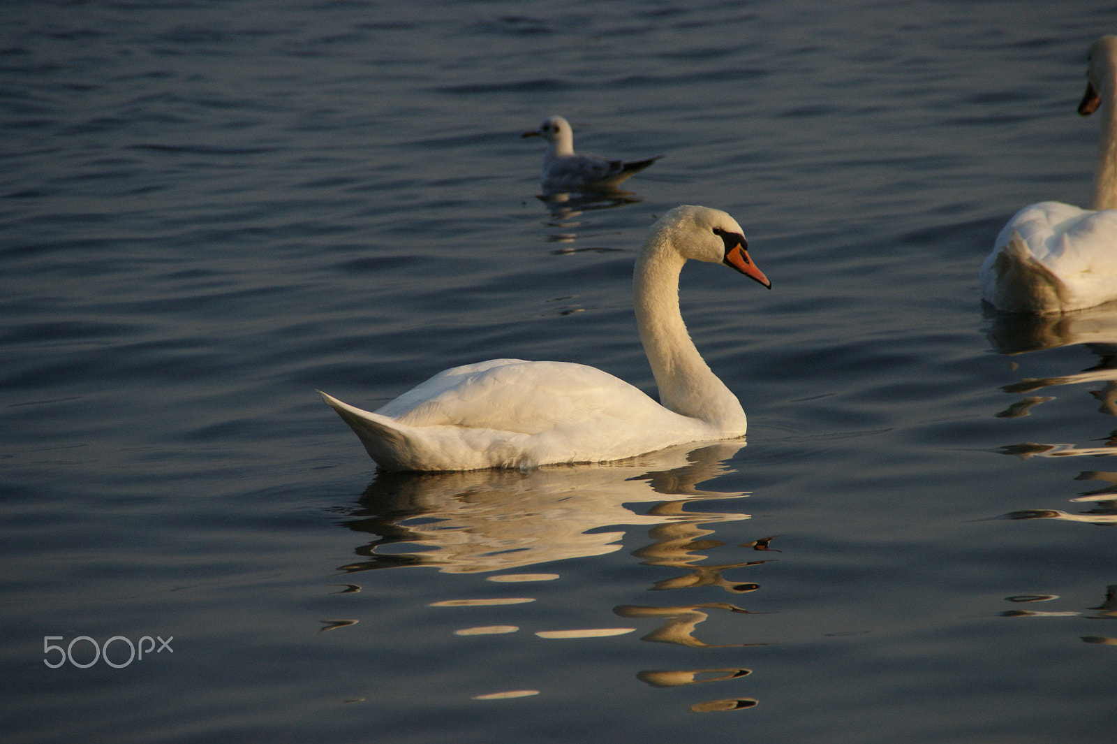 Sony DT 18-200mm F3.5-6.3 sample photo. Swan at sunset photography
