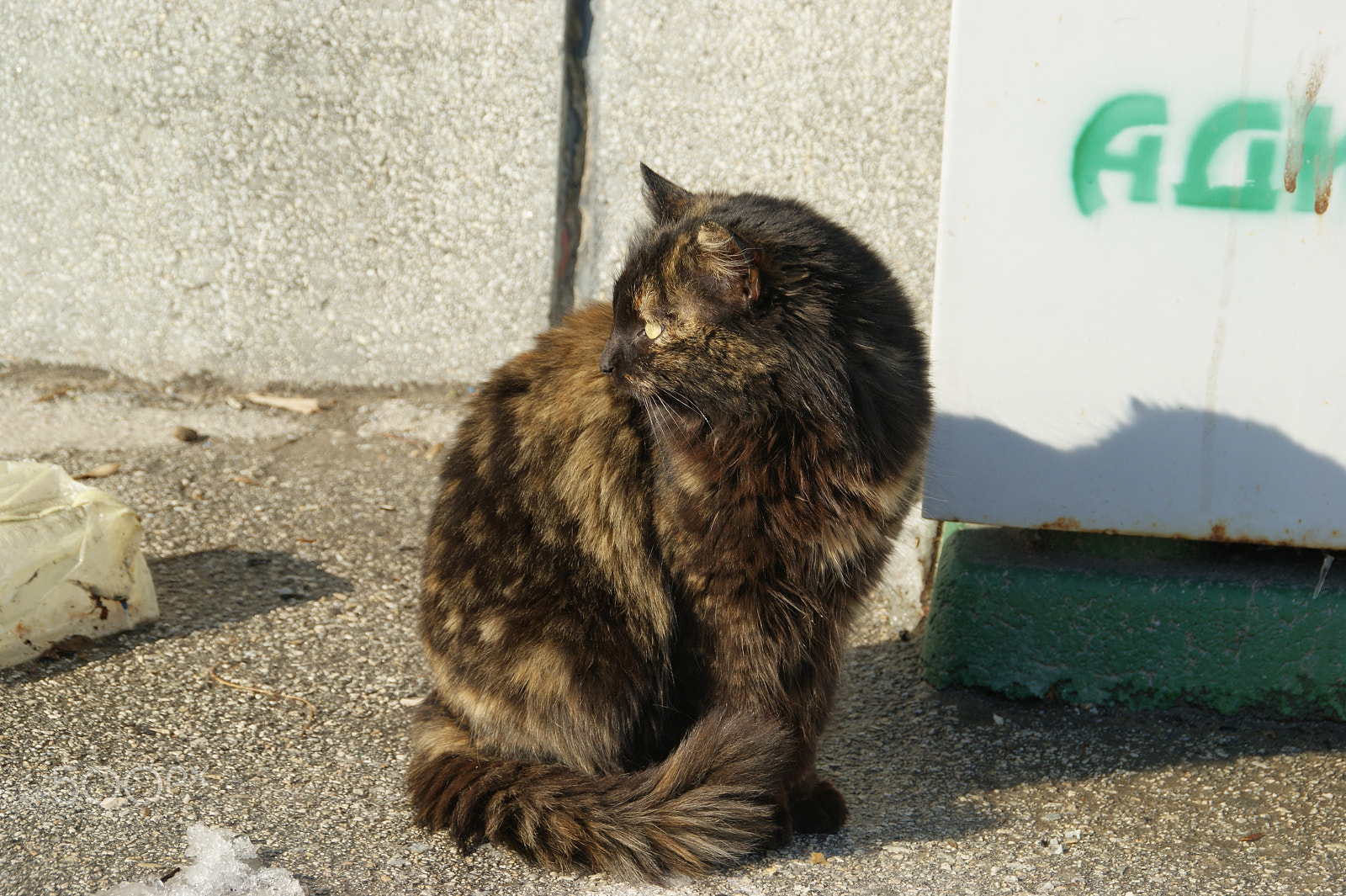 Sony DT 18-200mm F3.5-6.3 sample photo. Sreet cat photography