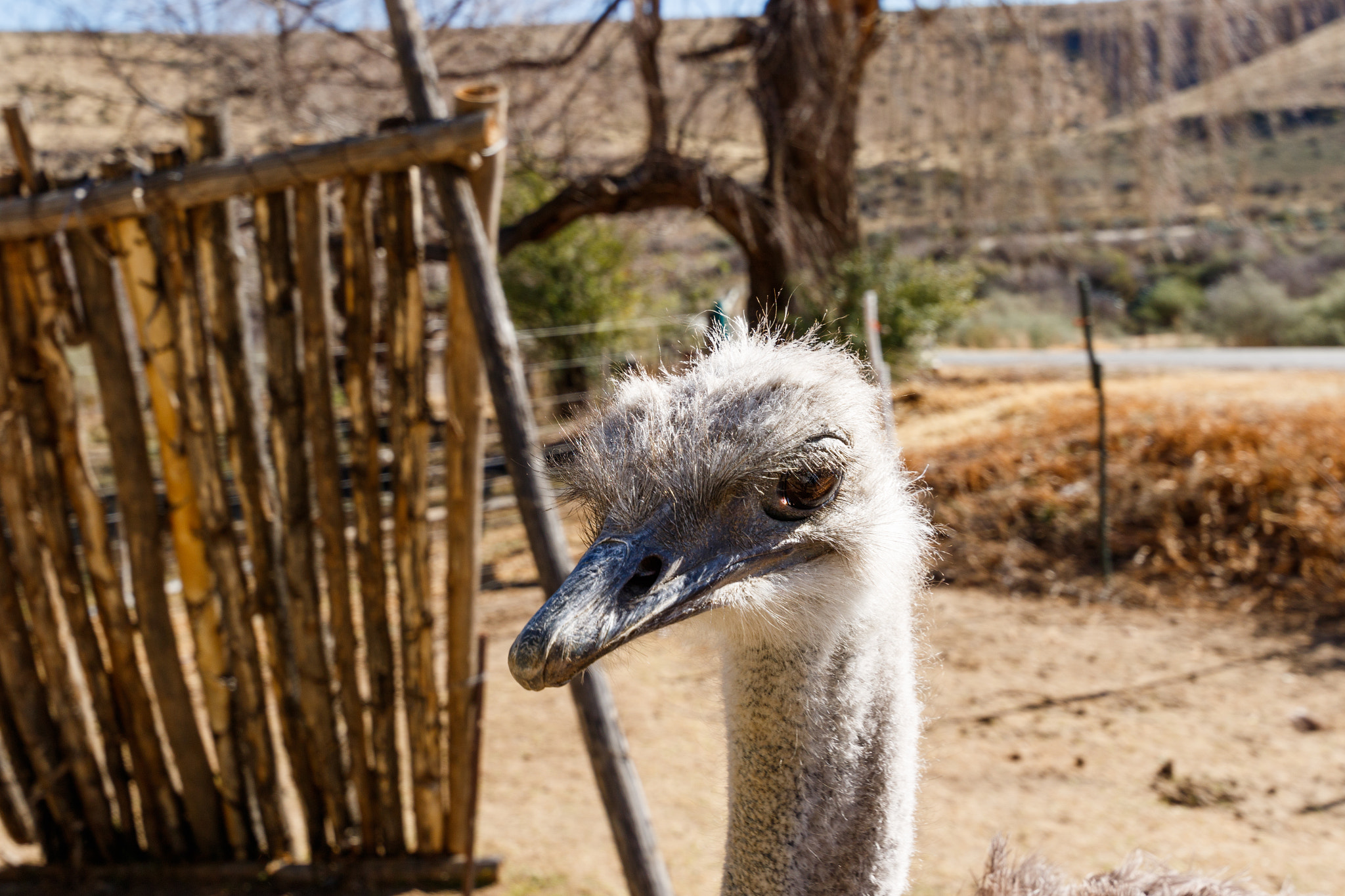 Canon EF 300mm f/2.8L sample photo. Ostrich head down and taking a break photography