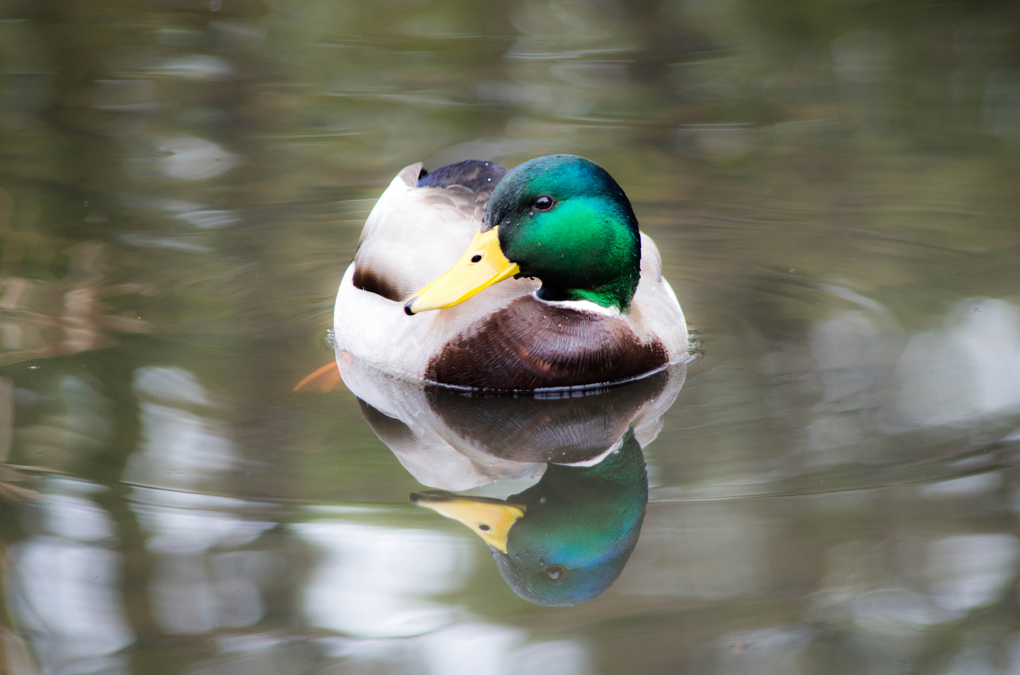 smc PENTAX-DA L 55-300mm F4-5.8 ED sample photo. Mallard duck photography