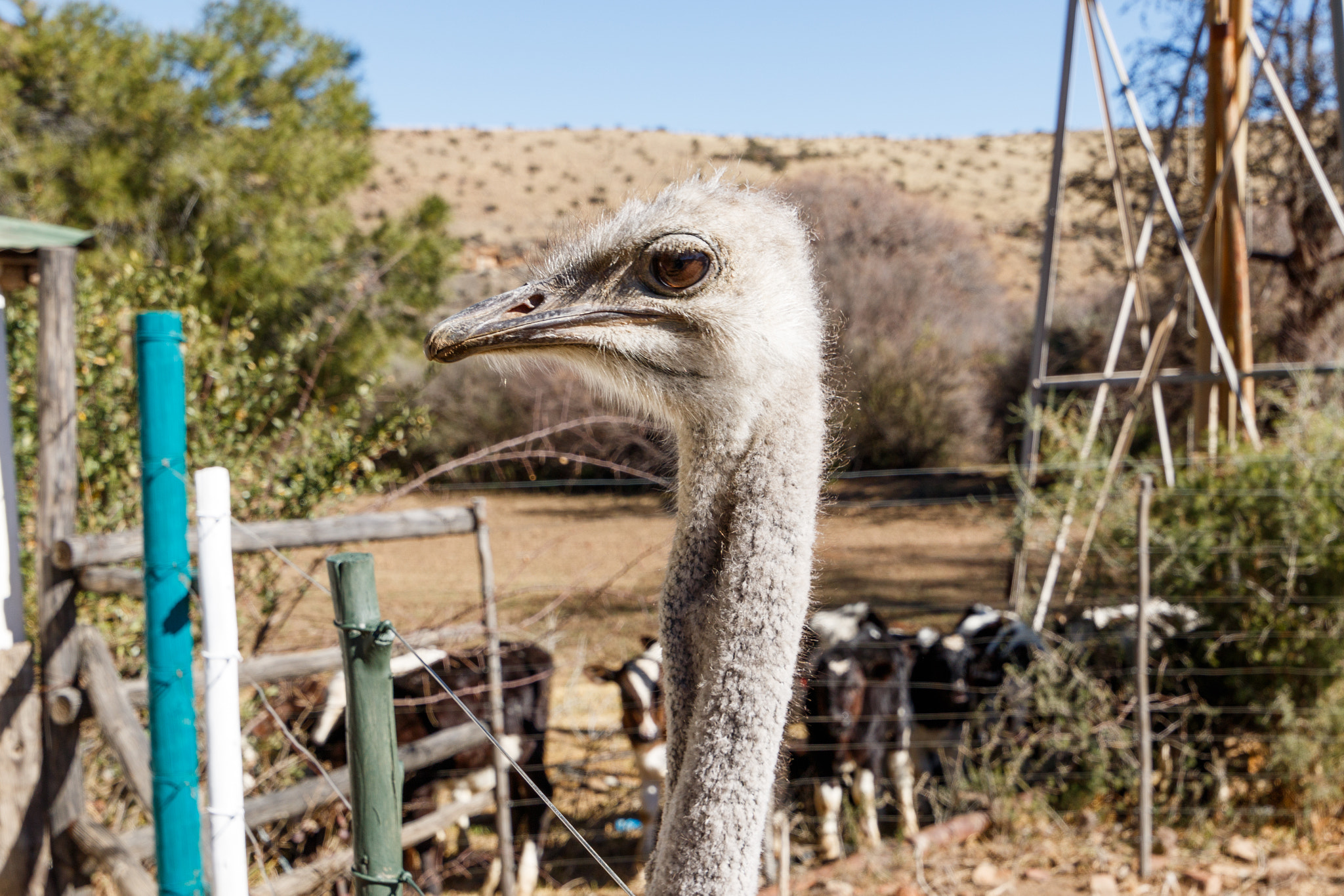Canon EF 300mm f/2.8L sample photo. Ostrich - head up and very inquisitive photography