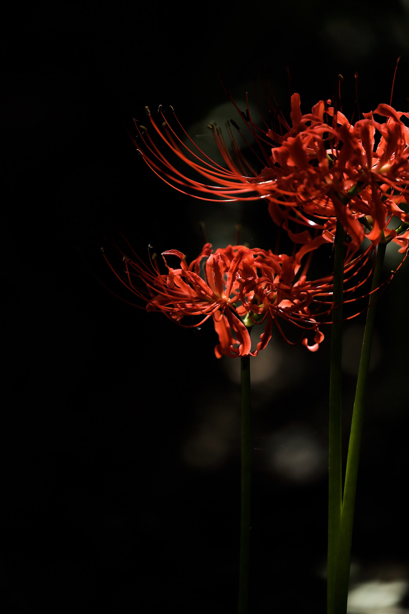Canon EOS-1D X Mark II sample photo. Lycoris photography