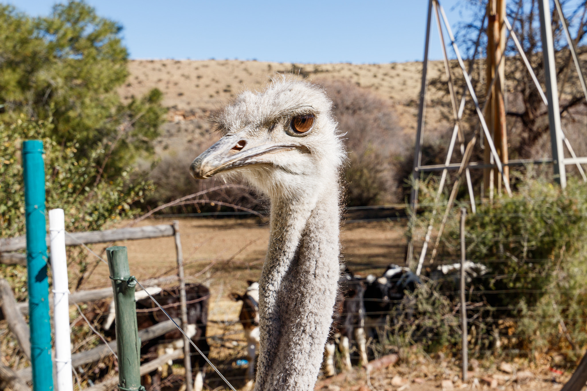 Canon EF 300mm f/2.8L sample photo. Ostrich - i can see you photography