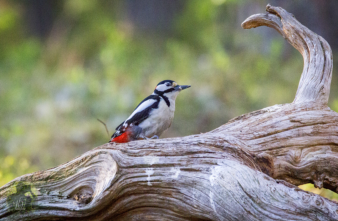 Sigma 150-600mm F5-6.3 DG OS HSM | C sample photo. Woody woodpekker photography