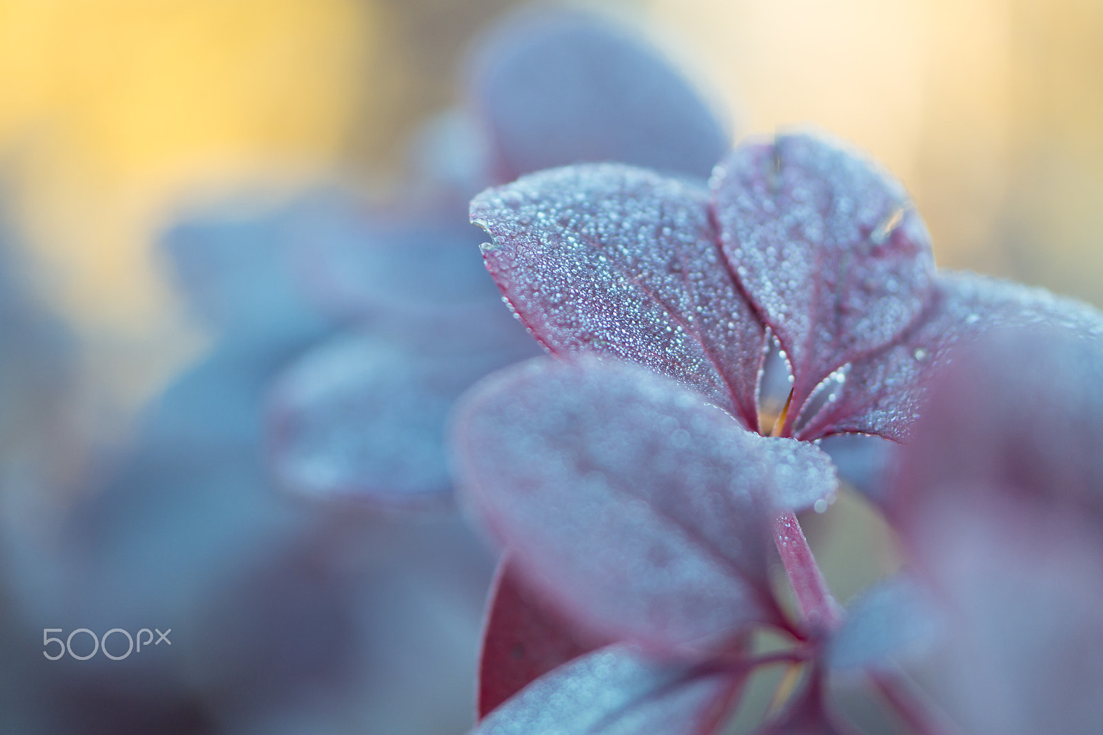 Samsung NX30 + Samsung NX 60mm F2.8 Macro ED OIS SSA sample photo. Morning photography