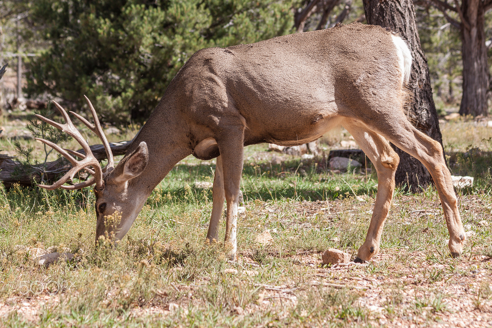Canon EOS 50D + Canon EF 75-300mm F4.0-5.6 IS USM sample photo. Mule deer buck photography