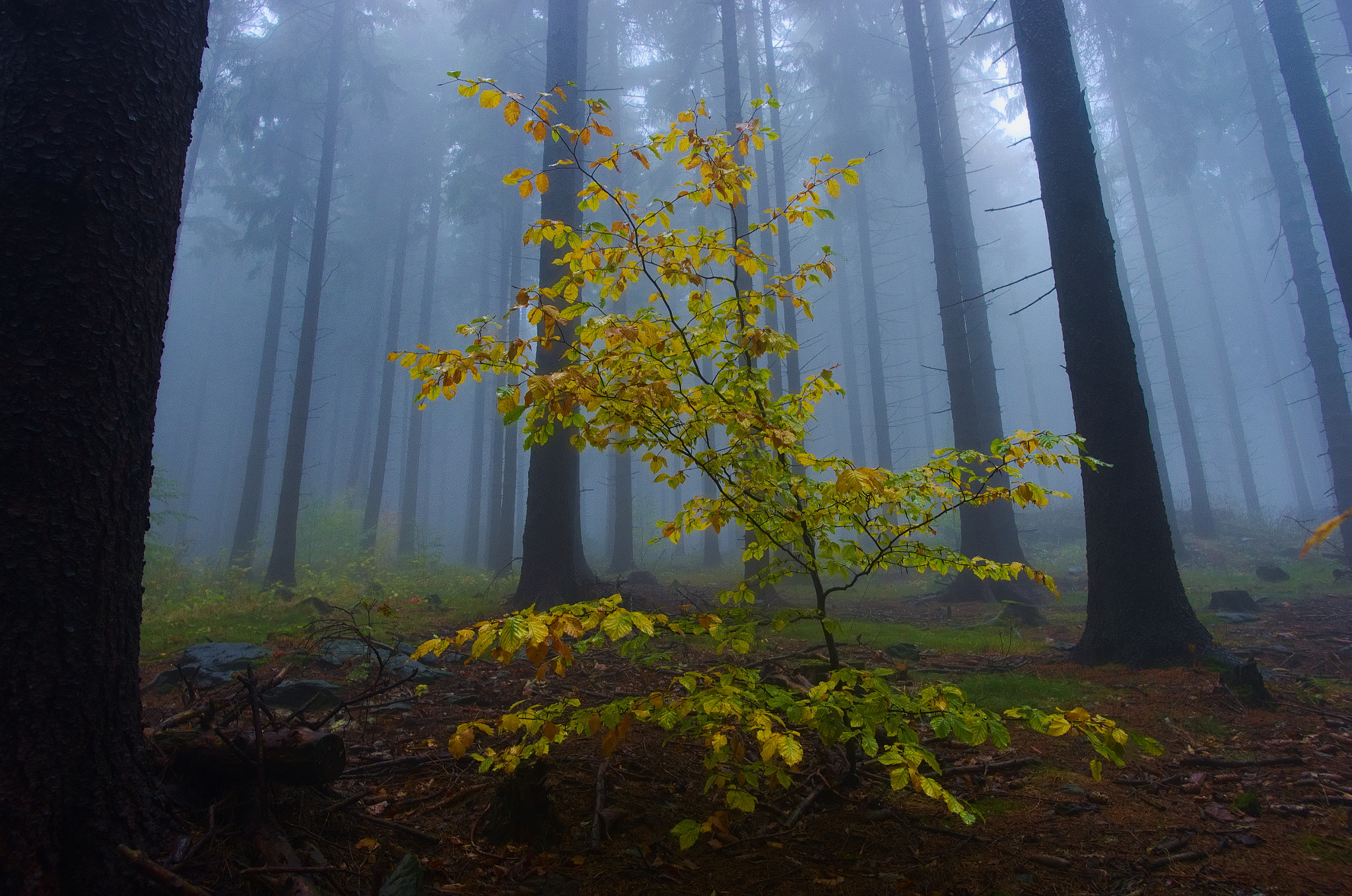 Pentax K-5 + Pentax smc DA 15mm F4 ED AL Limited sample photo. Deep kaczawskie forest photography