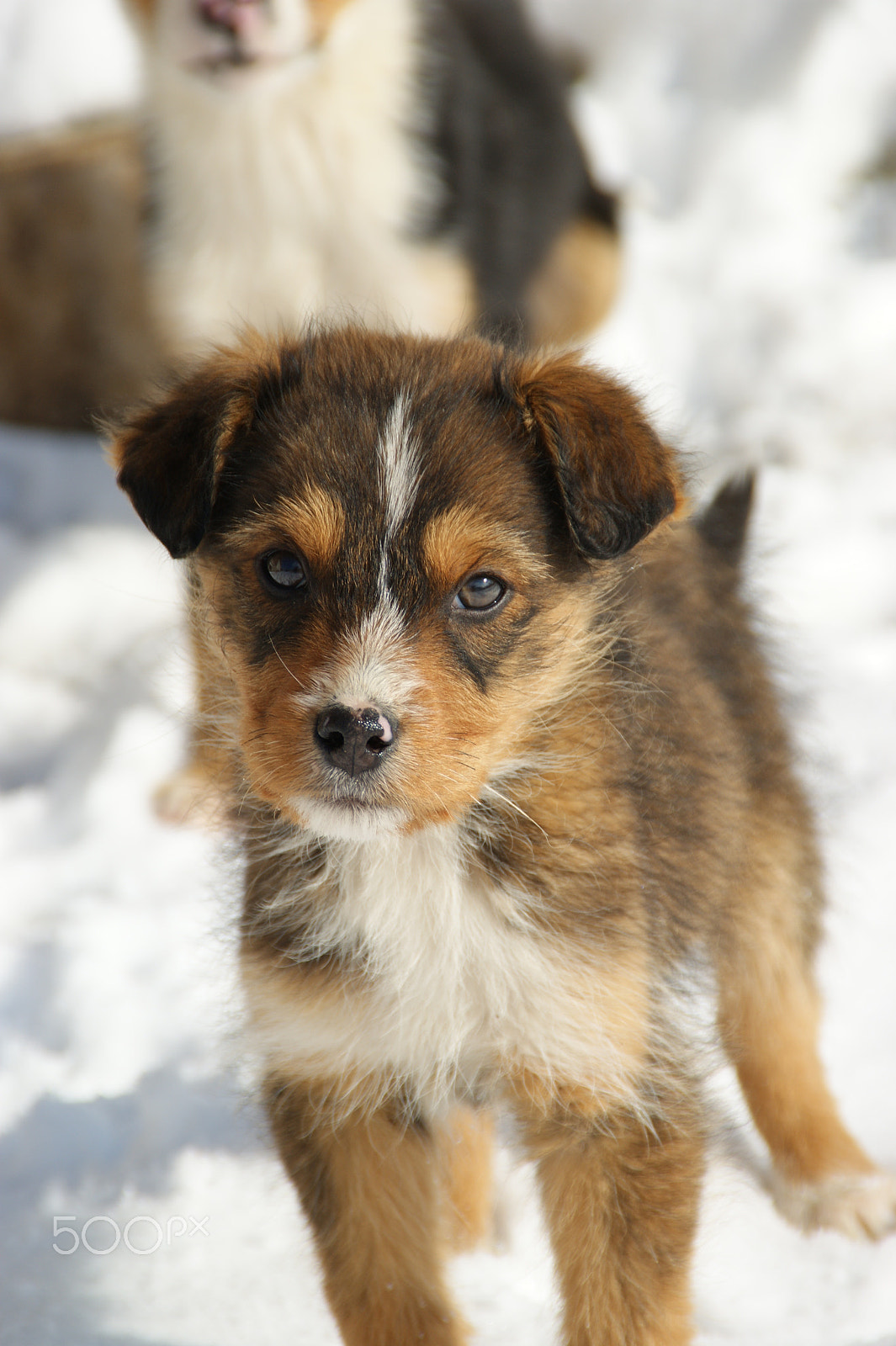 Sony DT 18-200mm F3.5-6.3 sample photo. Puppy photography