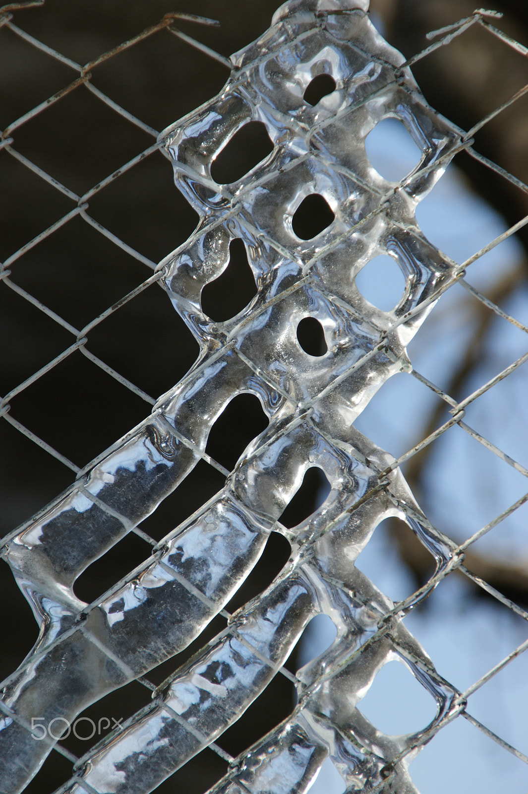 Sony DT 18-200mm F3.5-6.3 sample photo. Frosen net photography