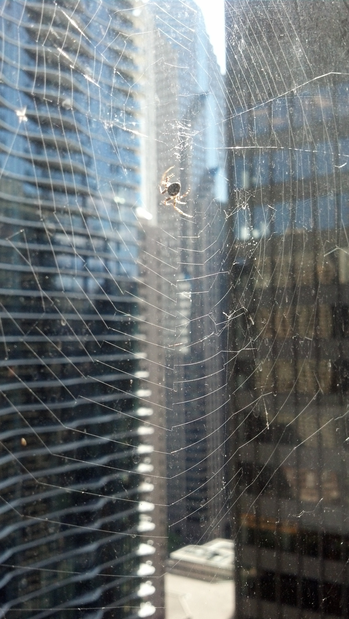 Motorola DROID RAZR sample photo. Urban nest photography