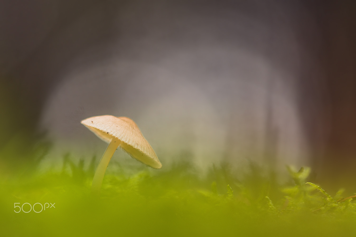 Nikon D500 sample photo. Mycena photography