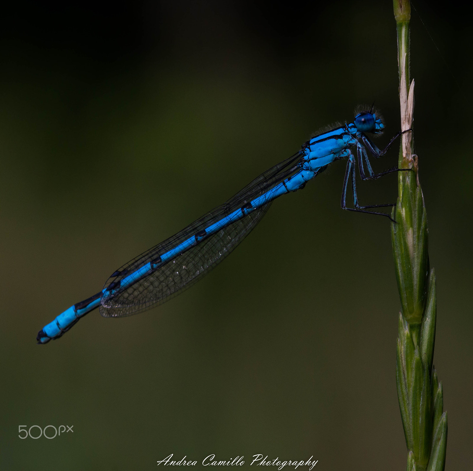 Sigma 105mm F2.8 EX DG OS HSM sample photo. Blue dragonfly photography