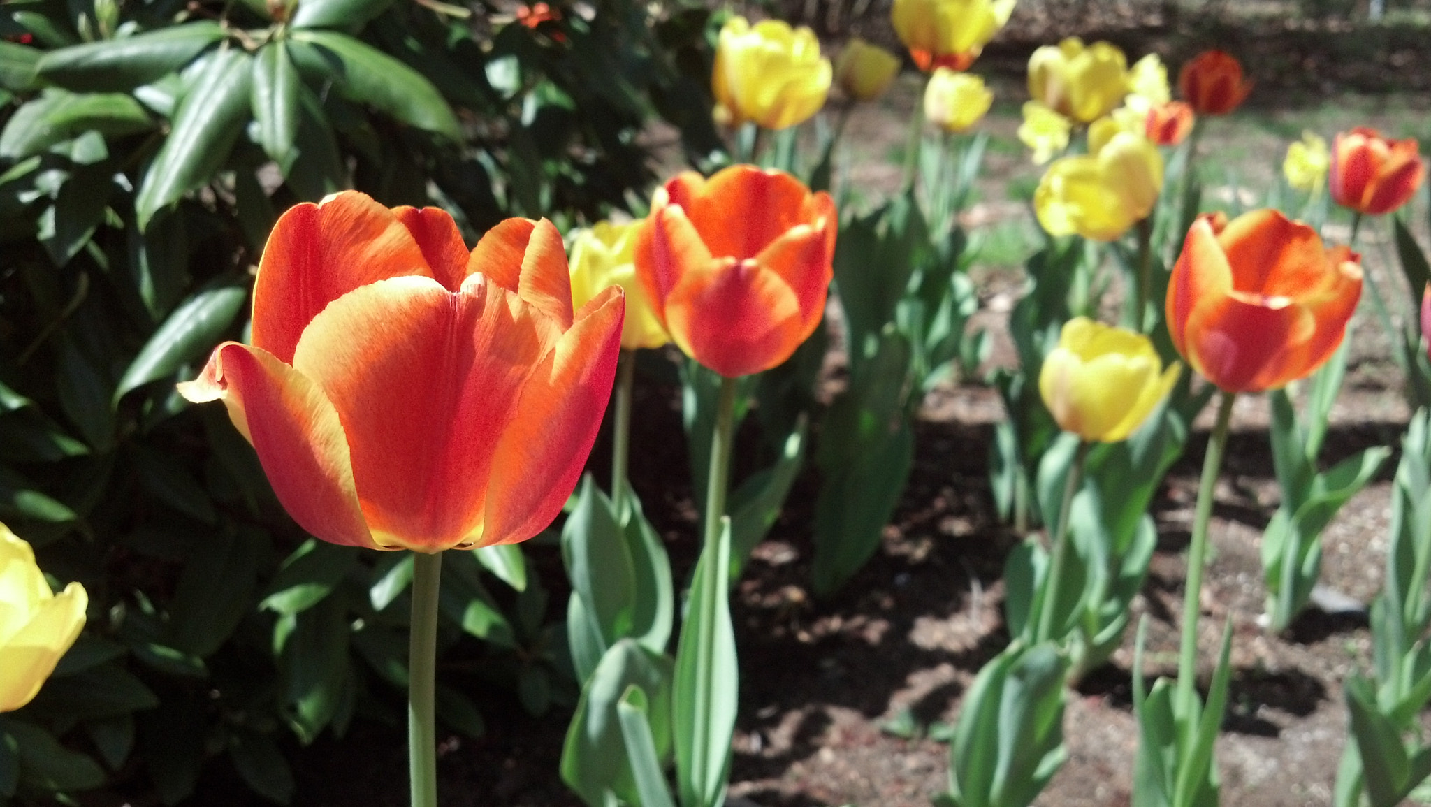Motorola DROID RAZR sample photo. Remembering spring photography