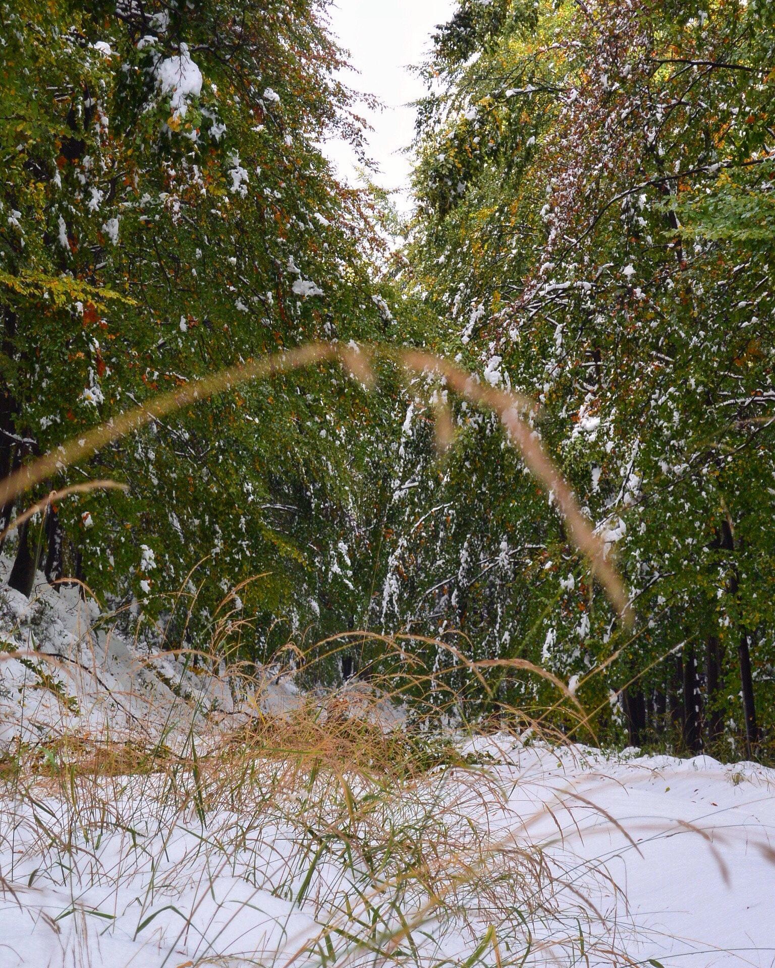 Nikon 1 J3 sample photo. First snow this winter photography