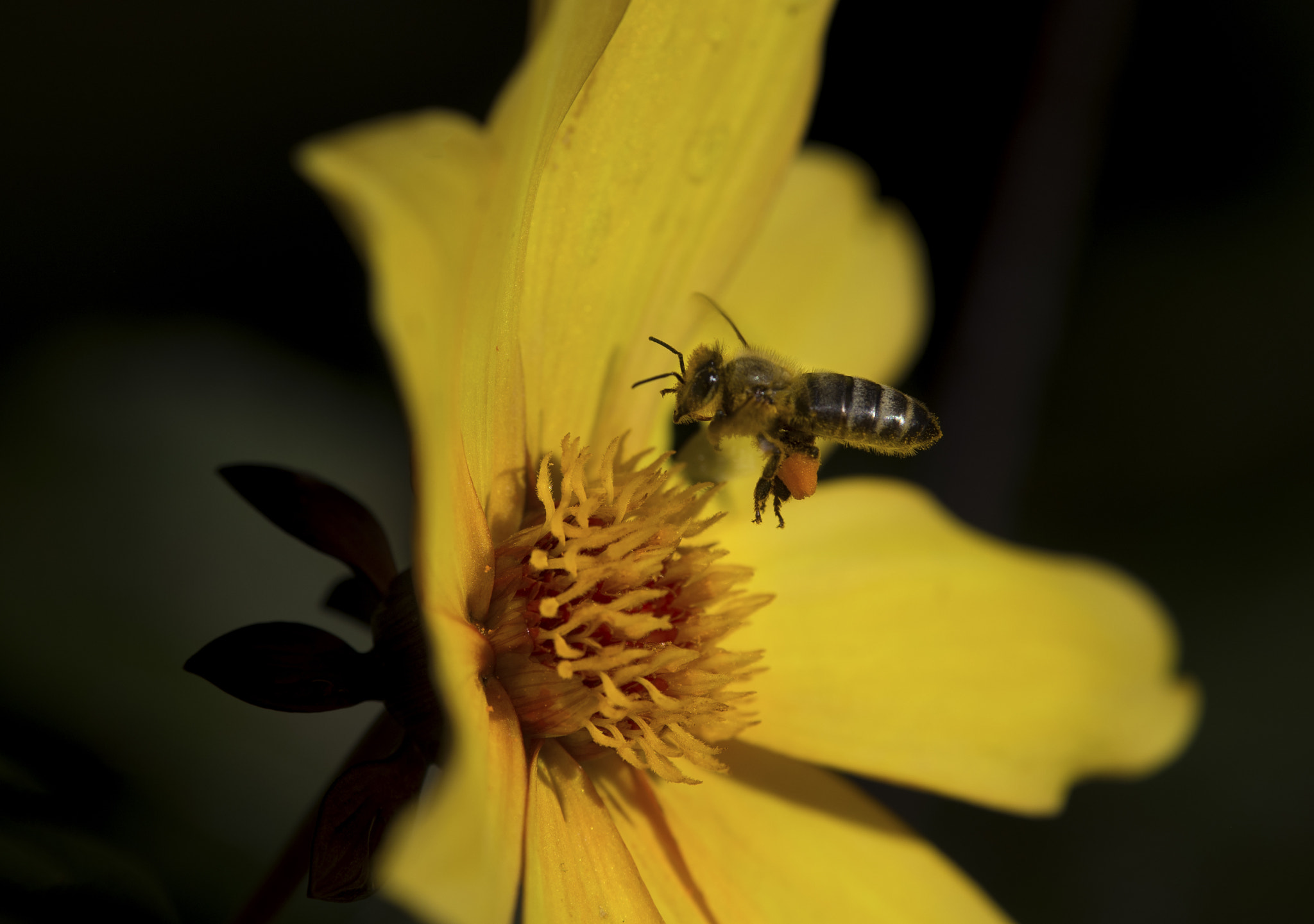 Nikon Nikkor AF-S 300mm F4E PF ED VR sample photo. Some more honey photography