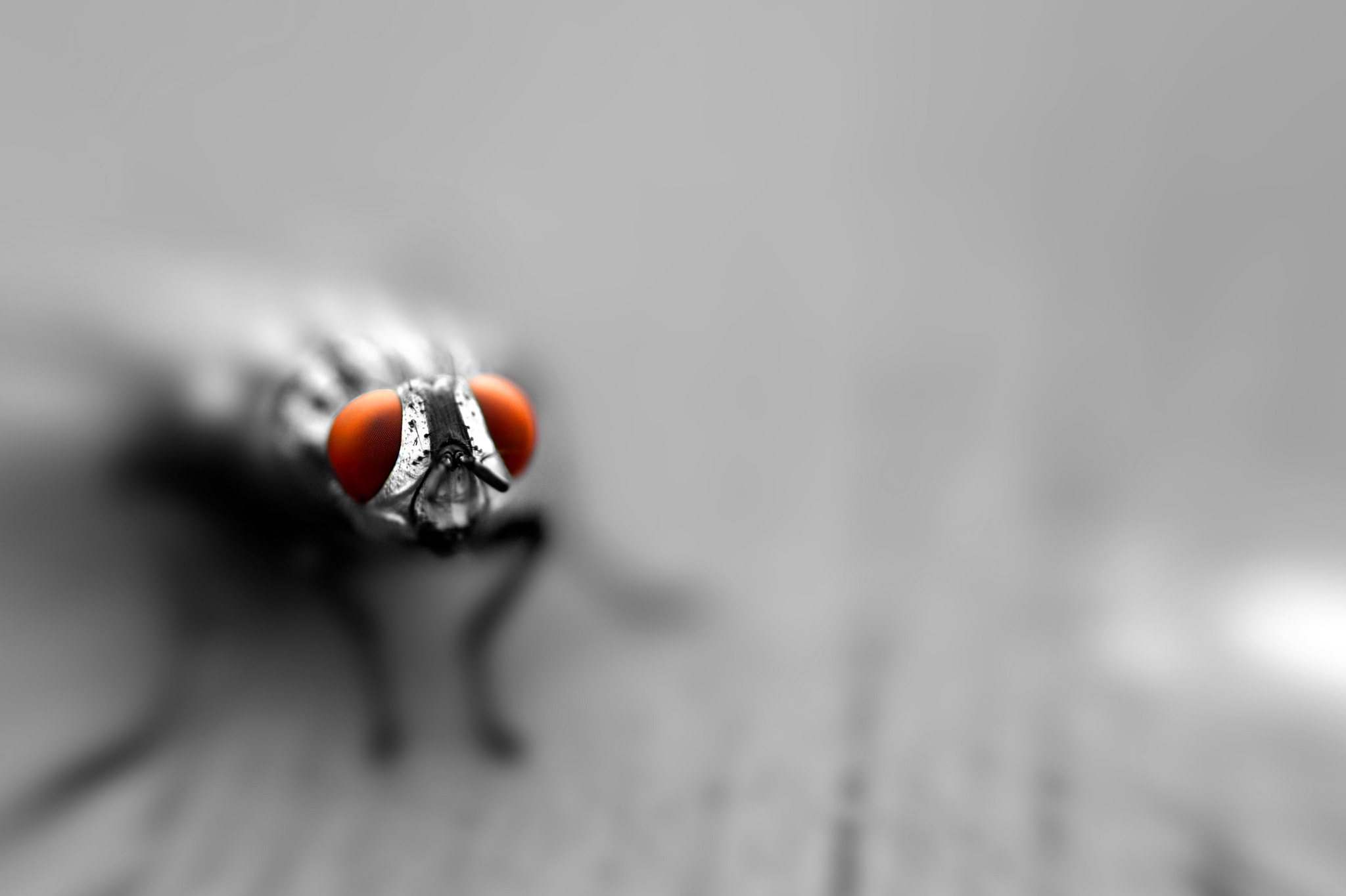 Sigma 105mm F2.8 EX DG OS HSM sample photo. Red eyes photography