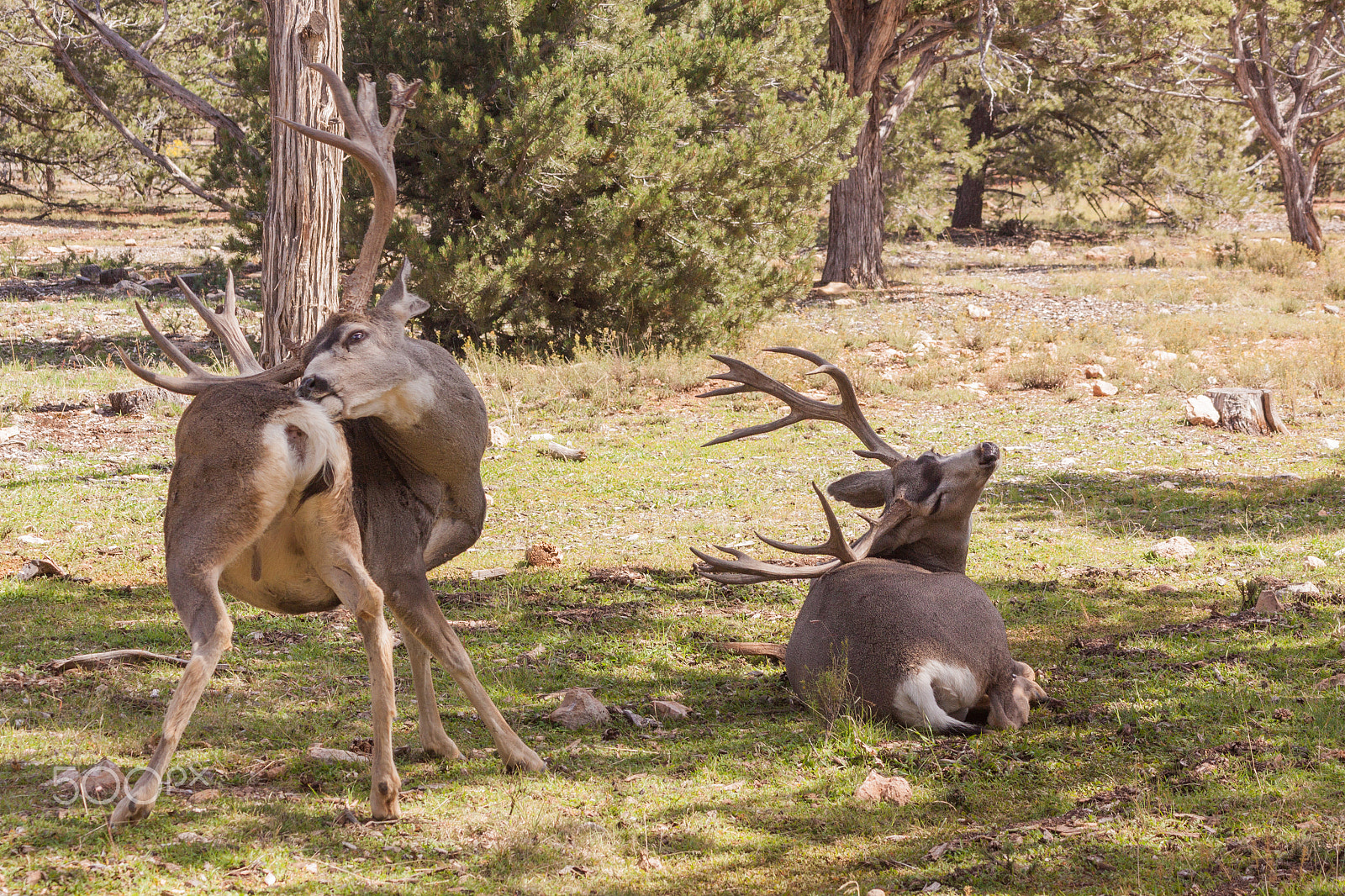 Canon EOS 50D sample photo. Mule deer bucks photography