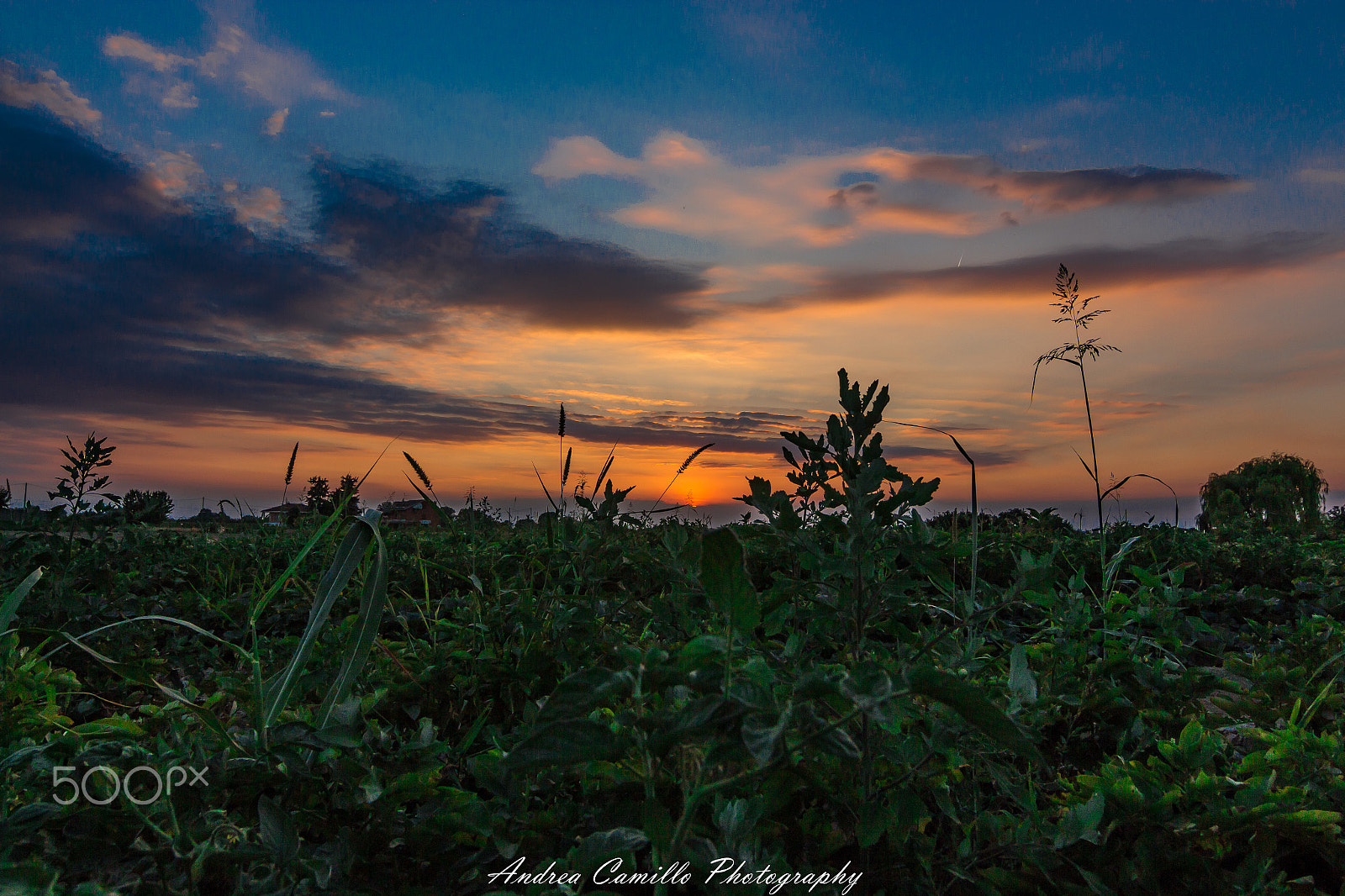 Canon EOS 650D (EOS Rebel T4i / EOS Kiss X6i) sample photo. Sunset grass photography